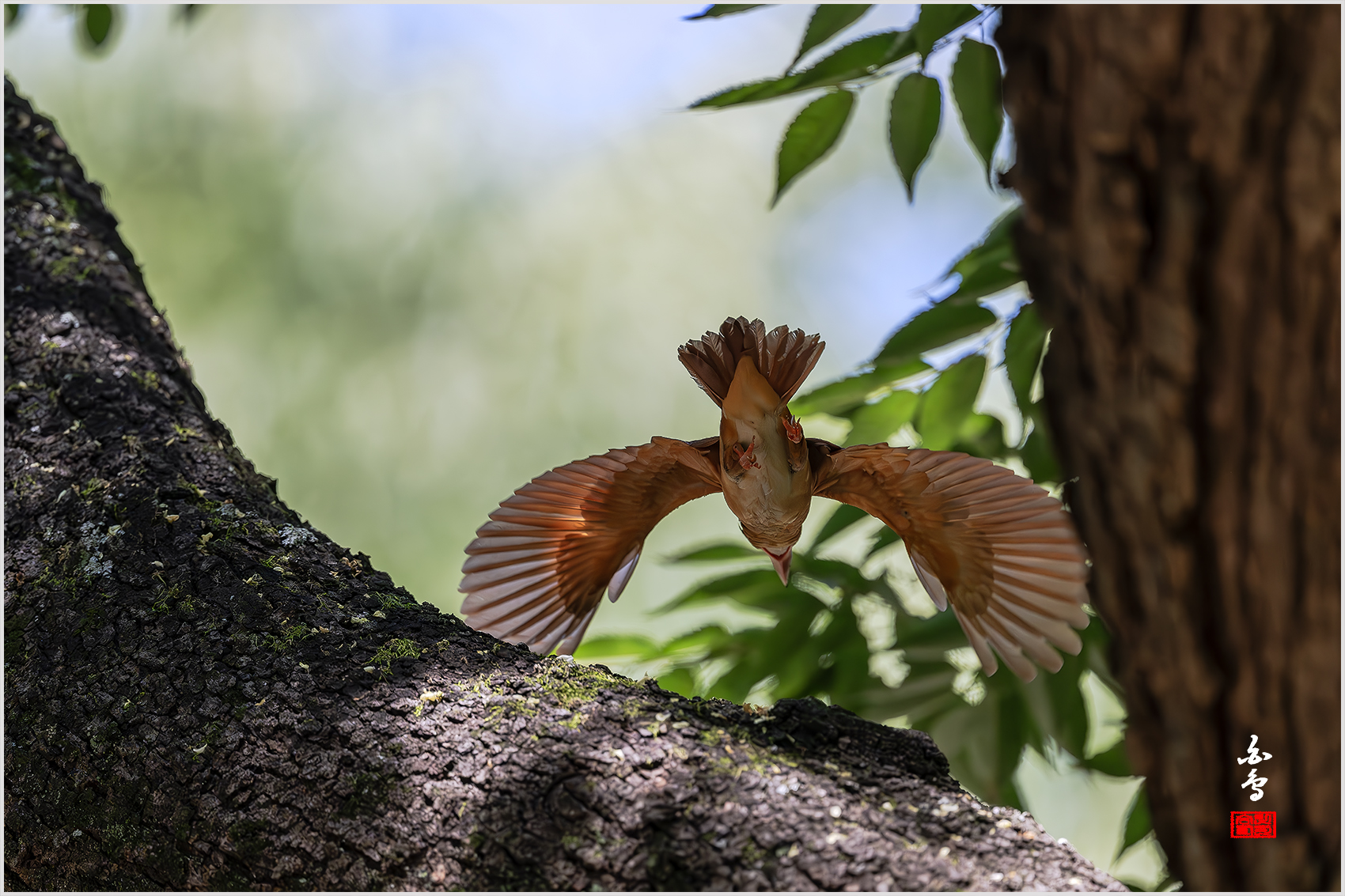 PHOTO BY  | NIKON Z 9 | 2024:07:31 12:09:43 | ISO-3200 | 1/4000 sec | f 4 | 600 mm | EV=0 | ● WIDTH:1700 pixels  HEIGHT:1133 pixels