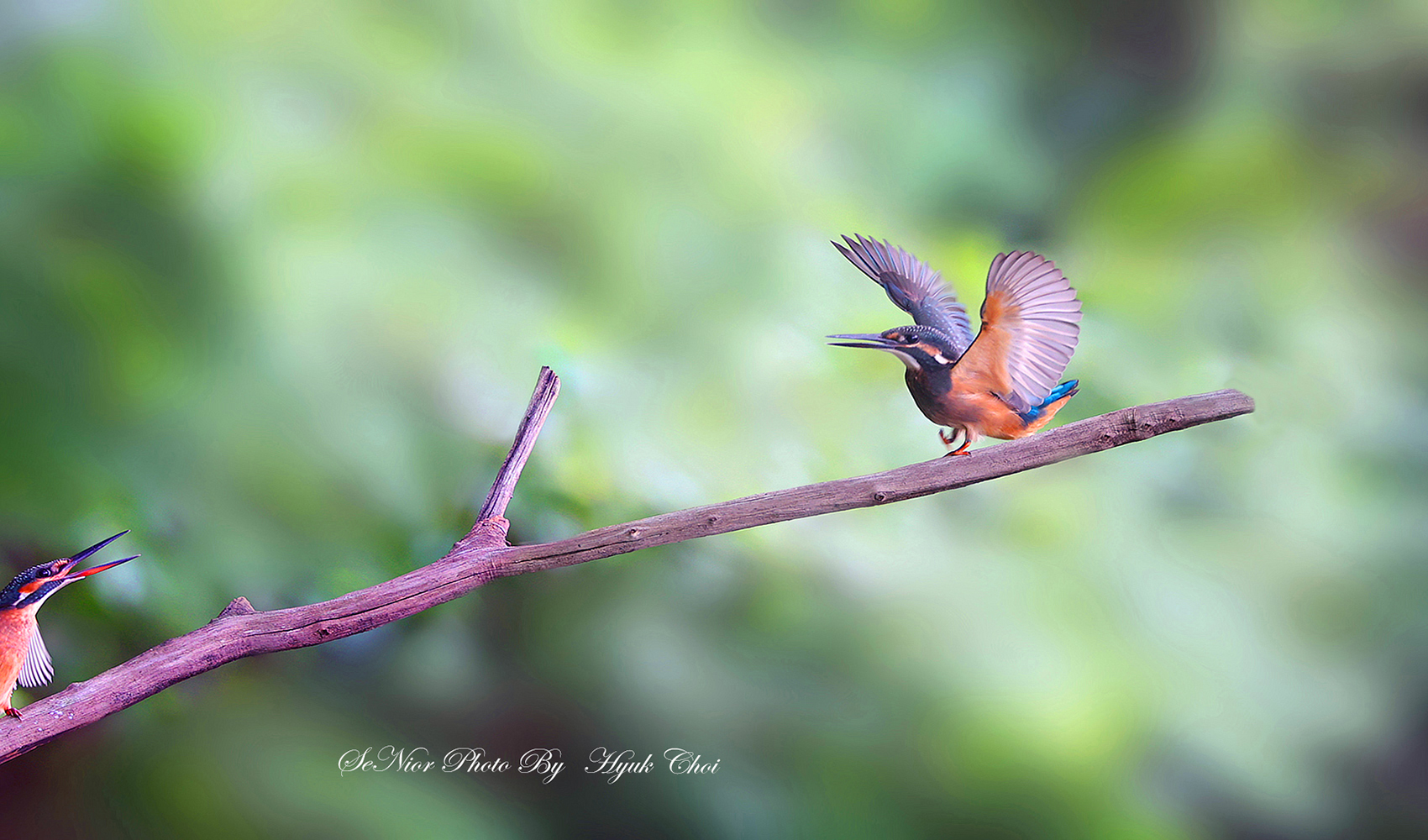 PHOTO BY  | Canon EOS R6 | 2024:07:23 14:18:09 | ISO-1250 | 1/200 sec | f 5.6 | 300 mm | EV=0 | ● WIDTH:1700 pixels  HEIGHT:1000 pixels