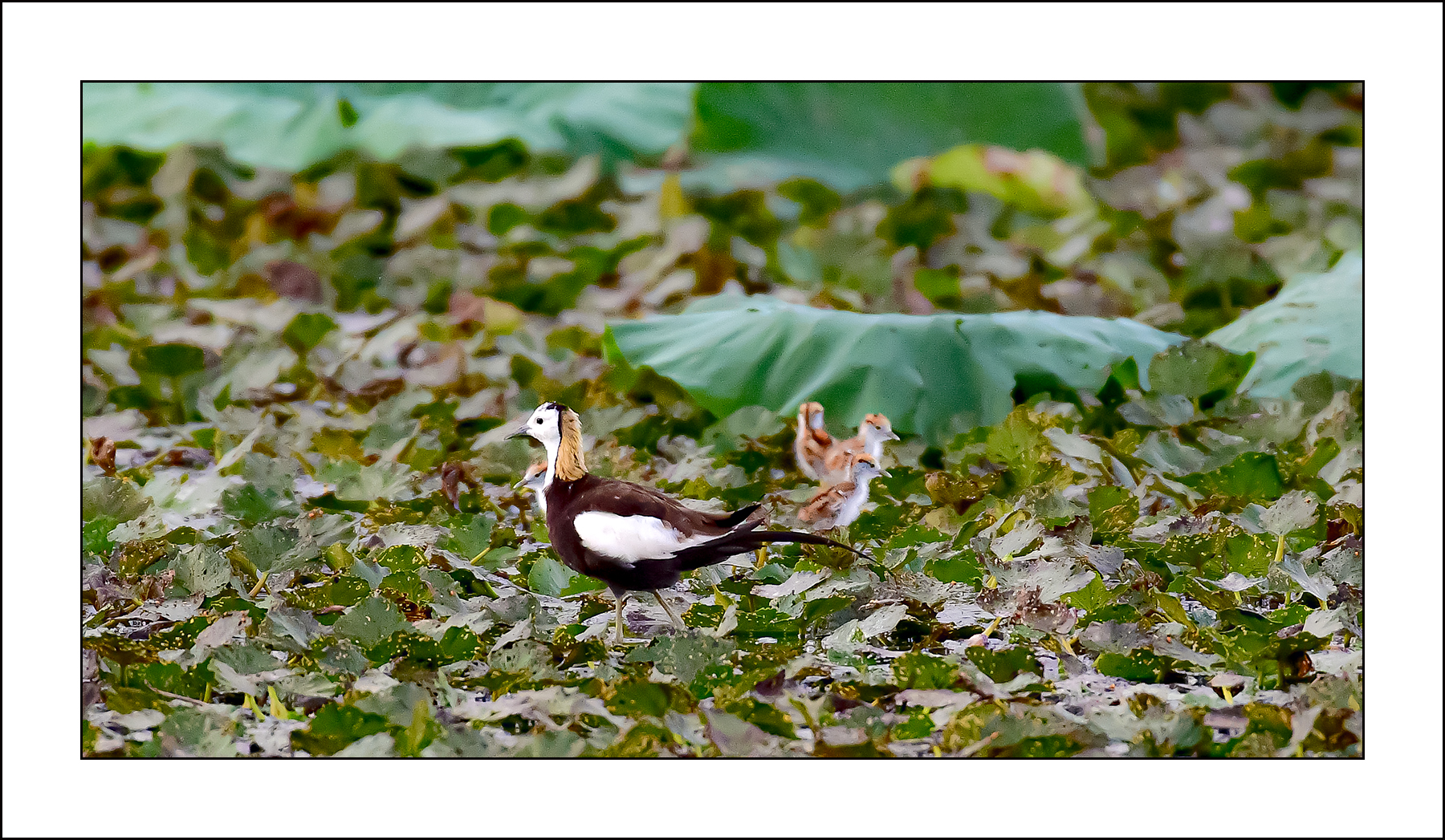   | PHOTO BY : Photo No Data |