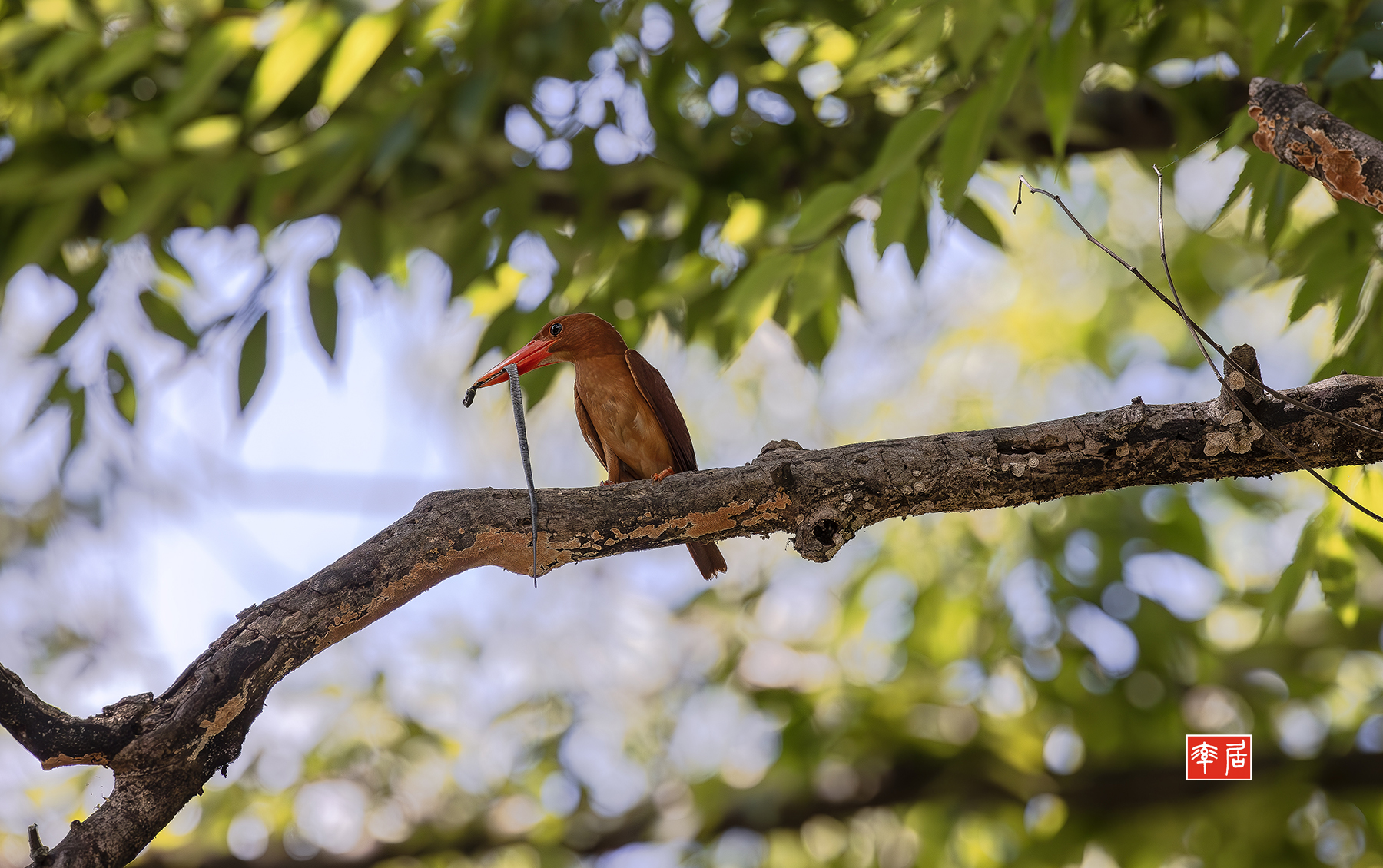 PHOTO BY changickheun | Canon EOS-1D X Mark III | 2024:08:01 14:34:48 | ISO-3200 | 1/3200 sec | f 5.6 | 600 mm | EV=0 | ● WIDTH:1800 pixels  HEIGHT:1130 pixels