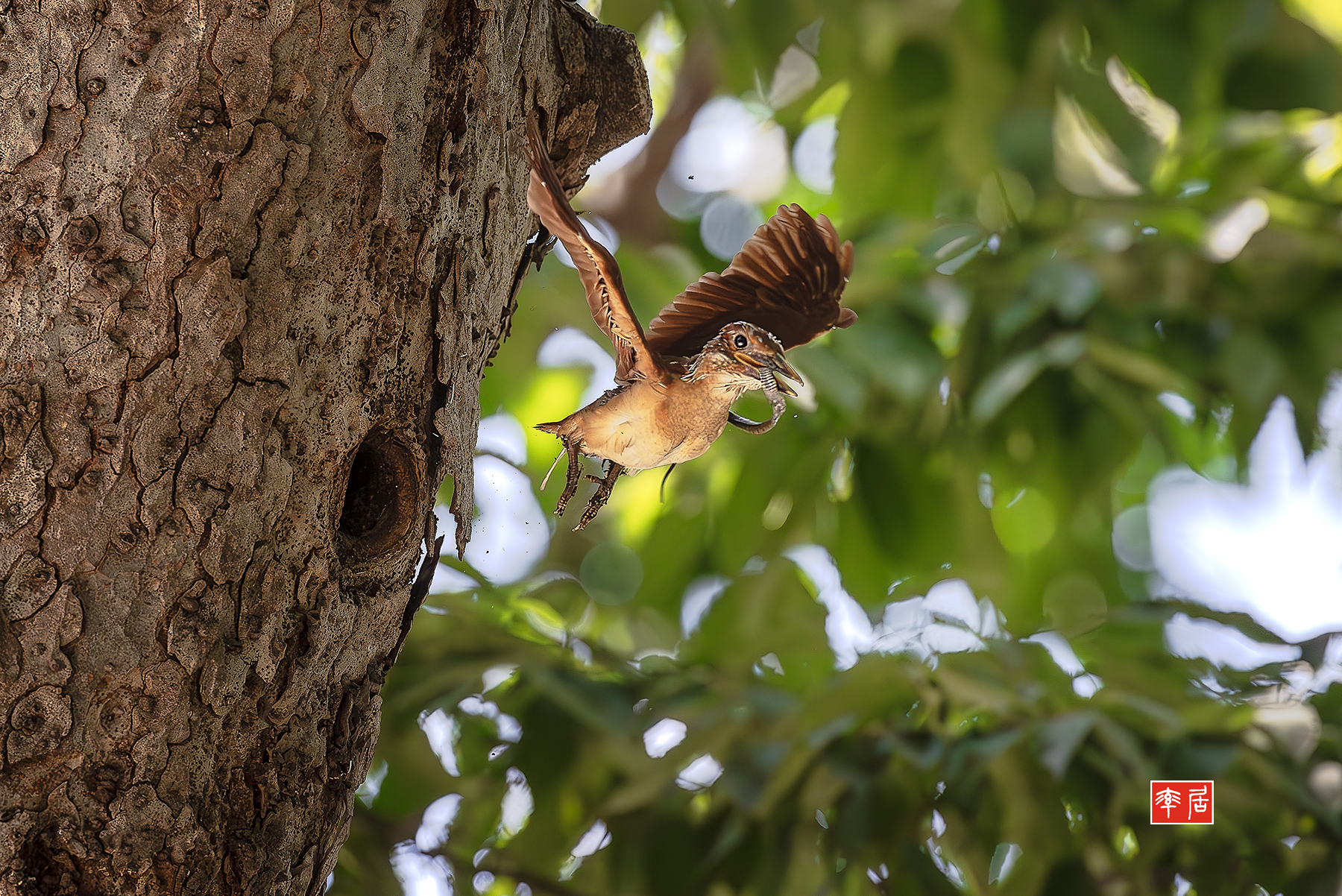 PHOTO BY changickheun | Canon EOS-1D X Mark III | 2024:08:01 14:35:34 | ISO-3200 | 1/3200 sec | f 5.6 | 600 mm | EV=0 | ● WIDTH:1800 pixels  HEIGHT:1202 pixels