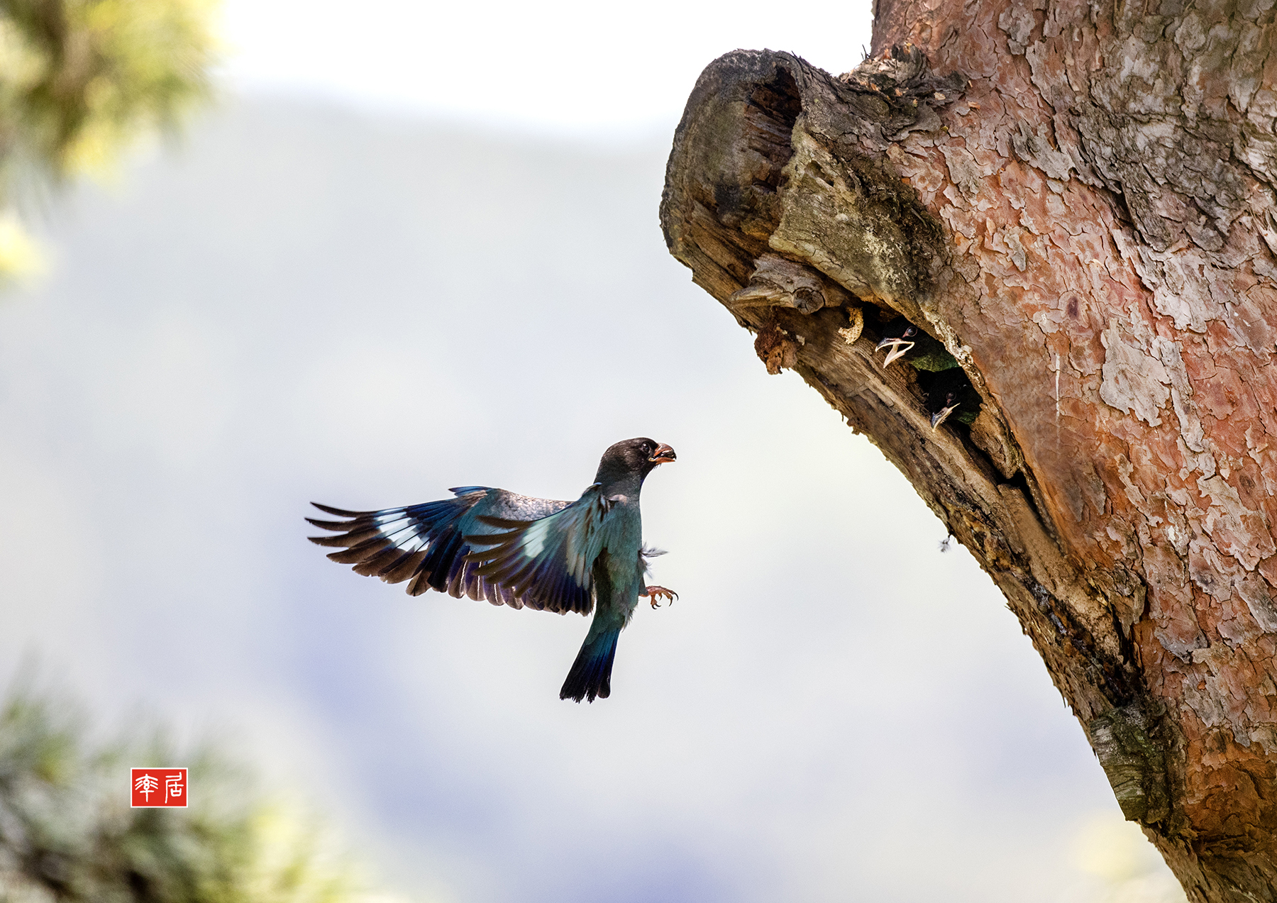 PHOTO BY changickheun | Canon EOS-1D X Mark III | 2024:07:31 12:17:23 | ISO-3200 | 1/2500 sec | f 4 | 600 mm | EV=0 | ● WIDTH:1800 pixels  HEIGHT:1273 pixels