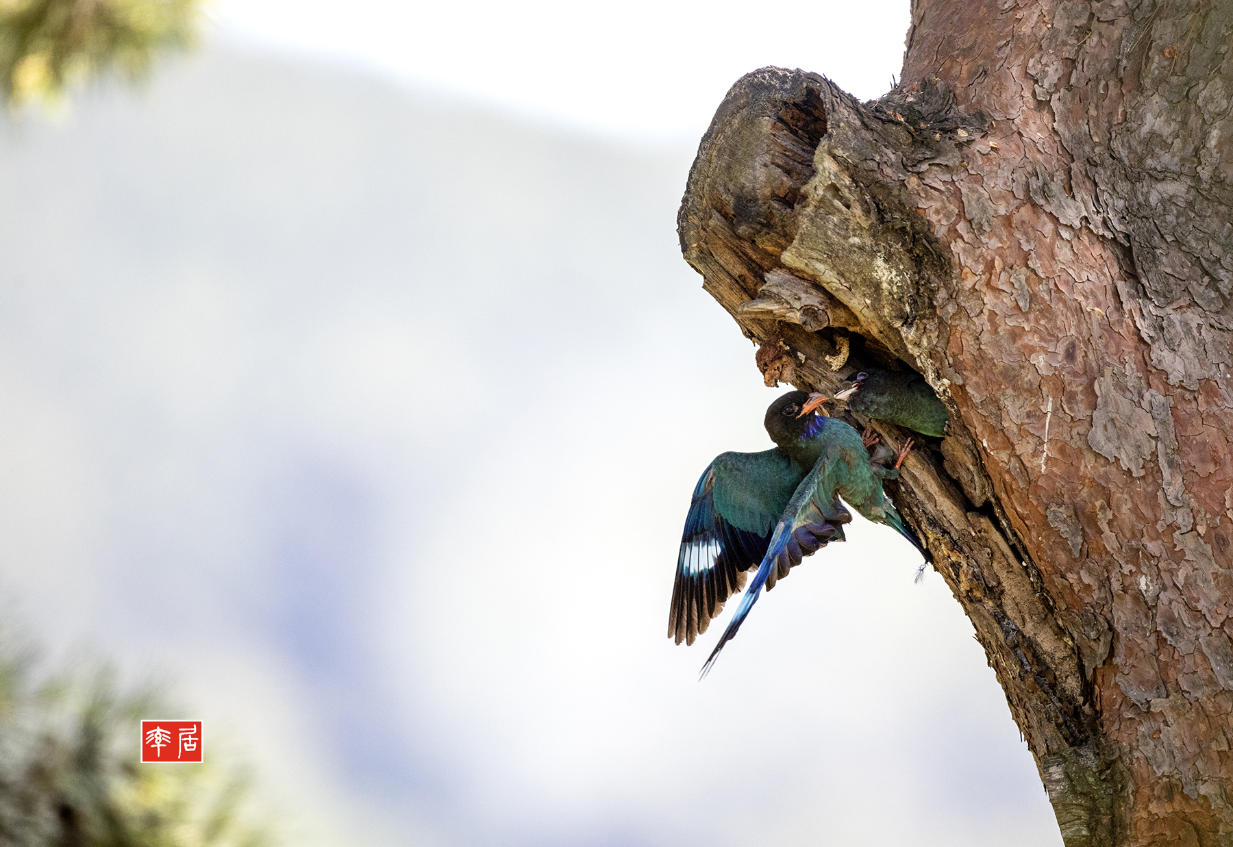 PHOTO BY changickheun | Canon EOS-1D X Mark III | 2024:07:31 12:28:30 | ISO-3200 | 1/2500 sec | f 4 | 600 mm | EV=0 | ● WIDTH:1800 pixels  HEIGHT:1237 pixels
