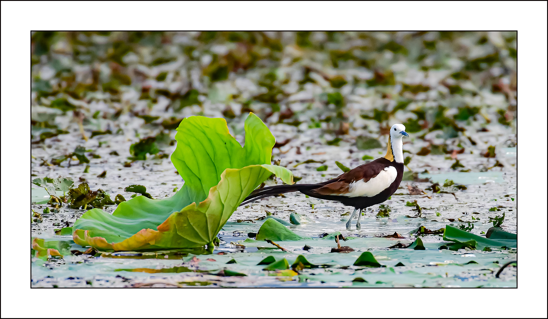   | PHOTO BY : 삿갓/정봉식  |
