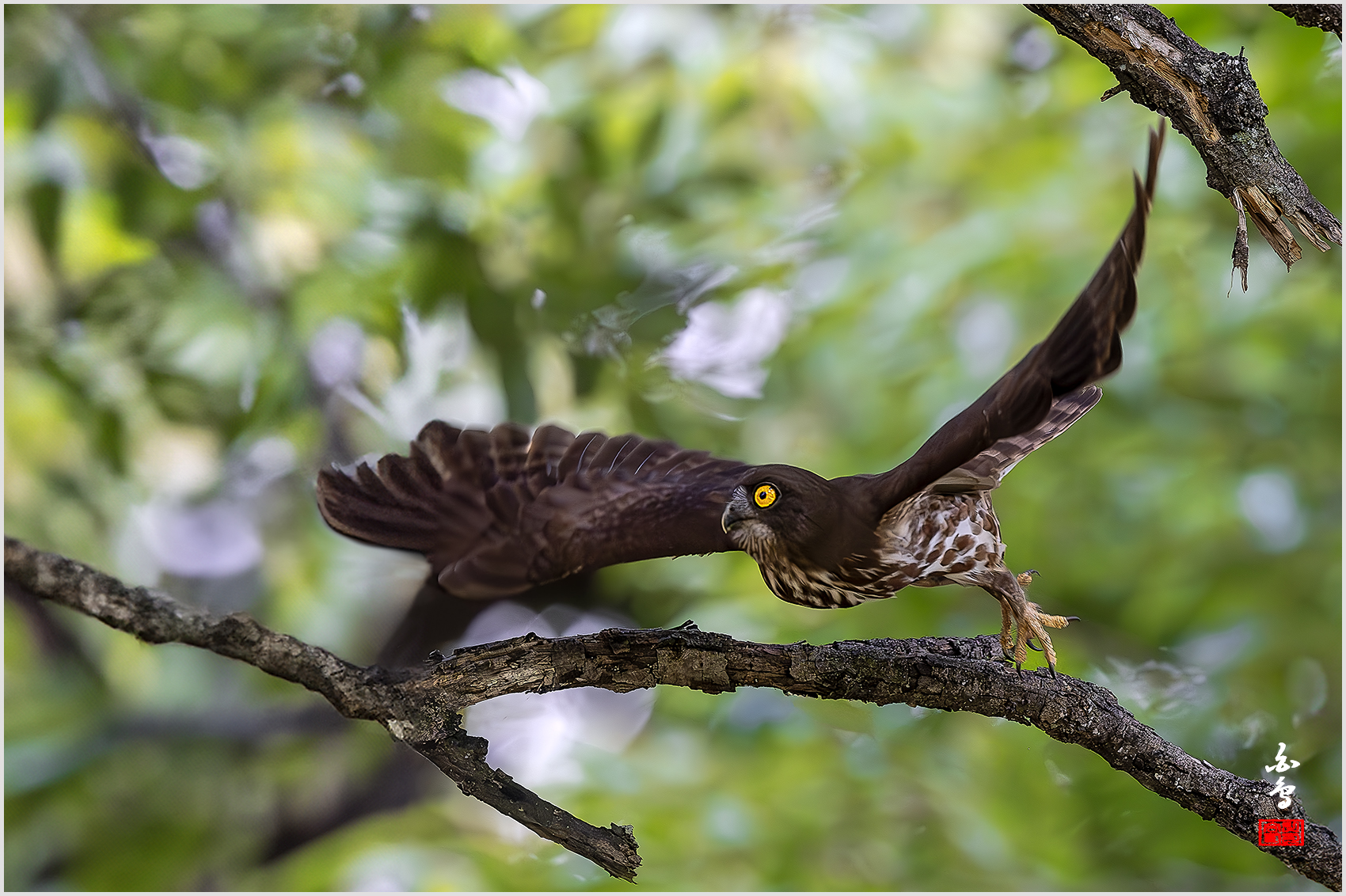 PHOTO BY  | NIKON Z 9 | 2024:08:02 10:21:45 | ISO-5000 | 1/2000 sec | f 4 | 600 mm | EV=0 | ● WIDTH:1700 pixels  HEIGHT:1132 pixels