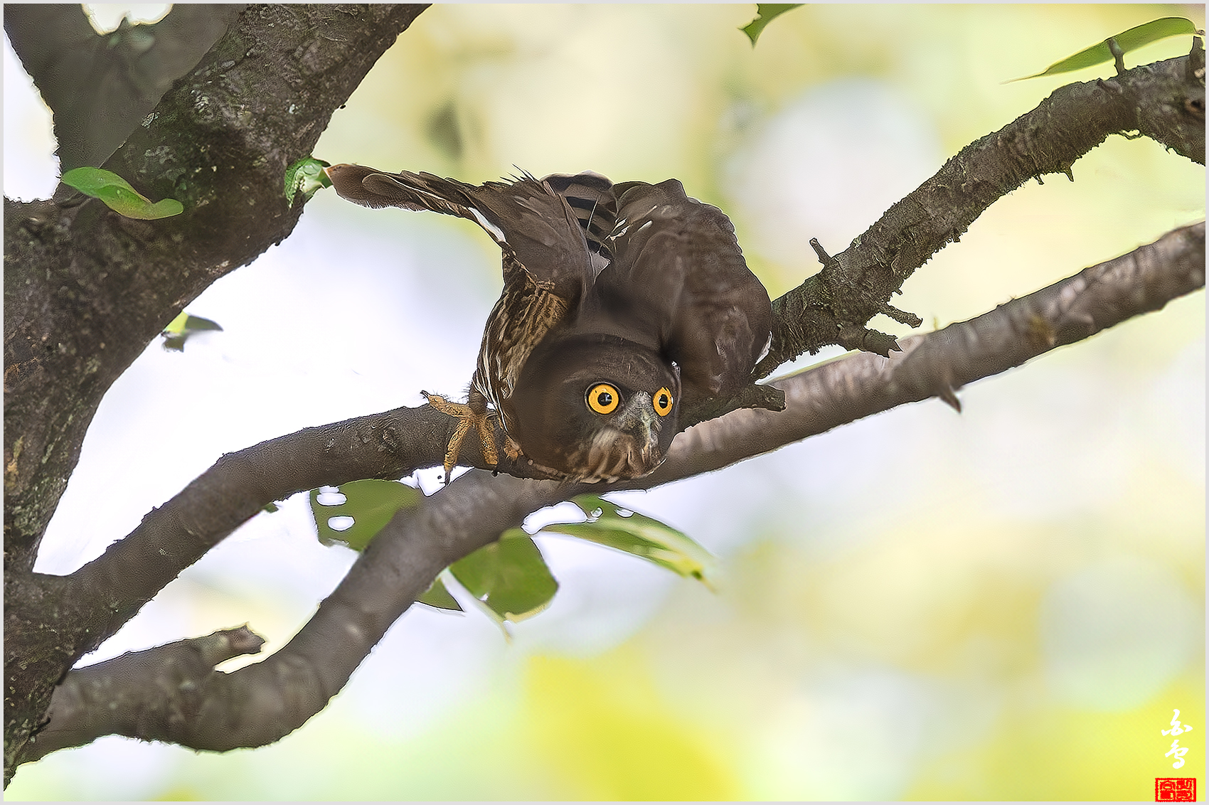 PHOTO BY  | NIKON Z 9 | 2024:08:02 10:26:12 | ISO-5000 | 1/6400 sec | f 4 | 600 mm | EV=1 | ● WIDTH:1700 pixels  HEIGHT:1132 pixels
