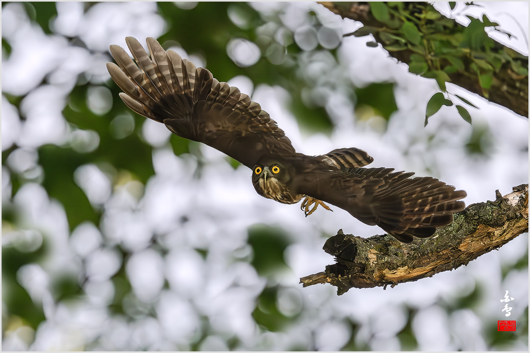 PHOTO BY  | NIKON Z 9 | 2024:08:02 11:05:37 | ISO-6400 | 1/12800 sec | f 5 | 600 mm | EV=1.3 | ● WIDTH:1700 pixels  HEIGHT:1133 pixels