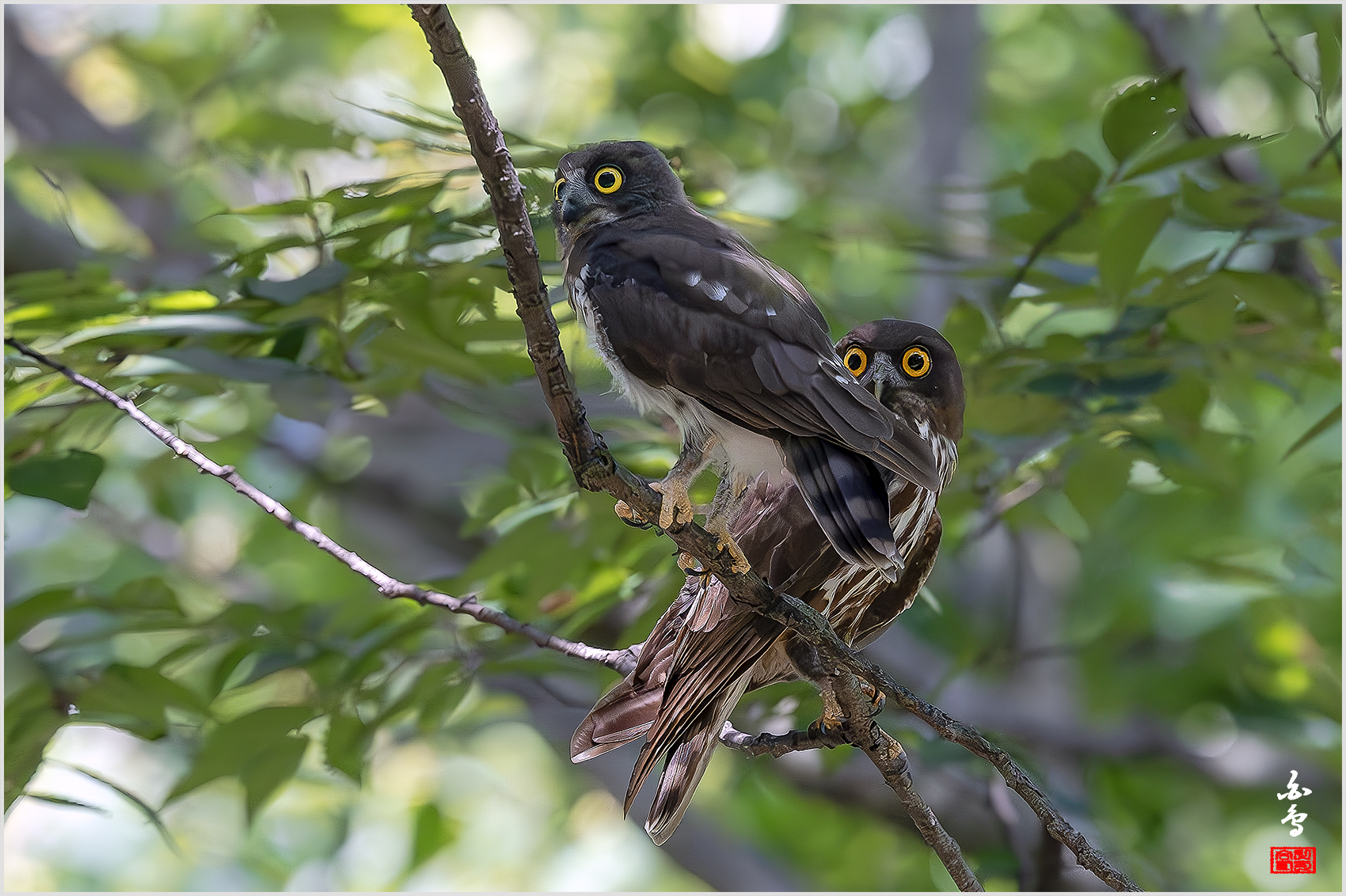 PHOTO BY  | NIKON Z 9 | 2024:08:02 10:39:49 | ISO-5000 | 1/4000 sec | f 5 | 600 mm | EV=0 | ● WIDTH:1700 pixels  HEIGHT:1132 pixels
