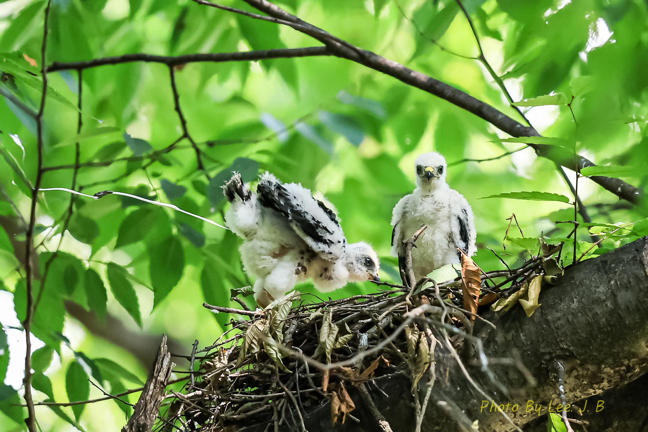 PHOTO BY  | Canon EOS R3 | 2024:08:03 13:16:09 | ISO-4000 | 1/2000 sec | f 4 | 600 mm | EV=0 | ● WIDTH:2260 pixels  HEIGHT:1506 pixels