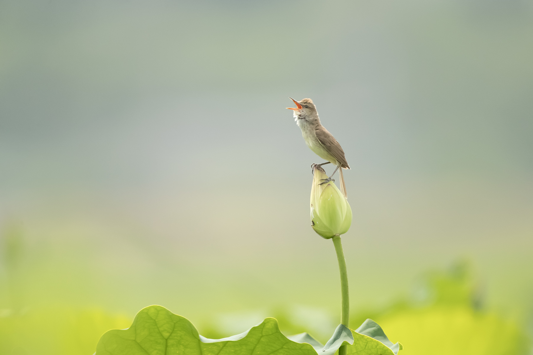 PHOTO BY ChoiJunqSeop | Canon EOS-1D X Mark II | 2024:08:14 07:24:30 | ISO-800 | 1/6400 sec | f 6.3 | 300 mm | EV=0 | ● WIDTH:1800 pixels  HEIGHT:1200 pixels