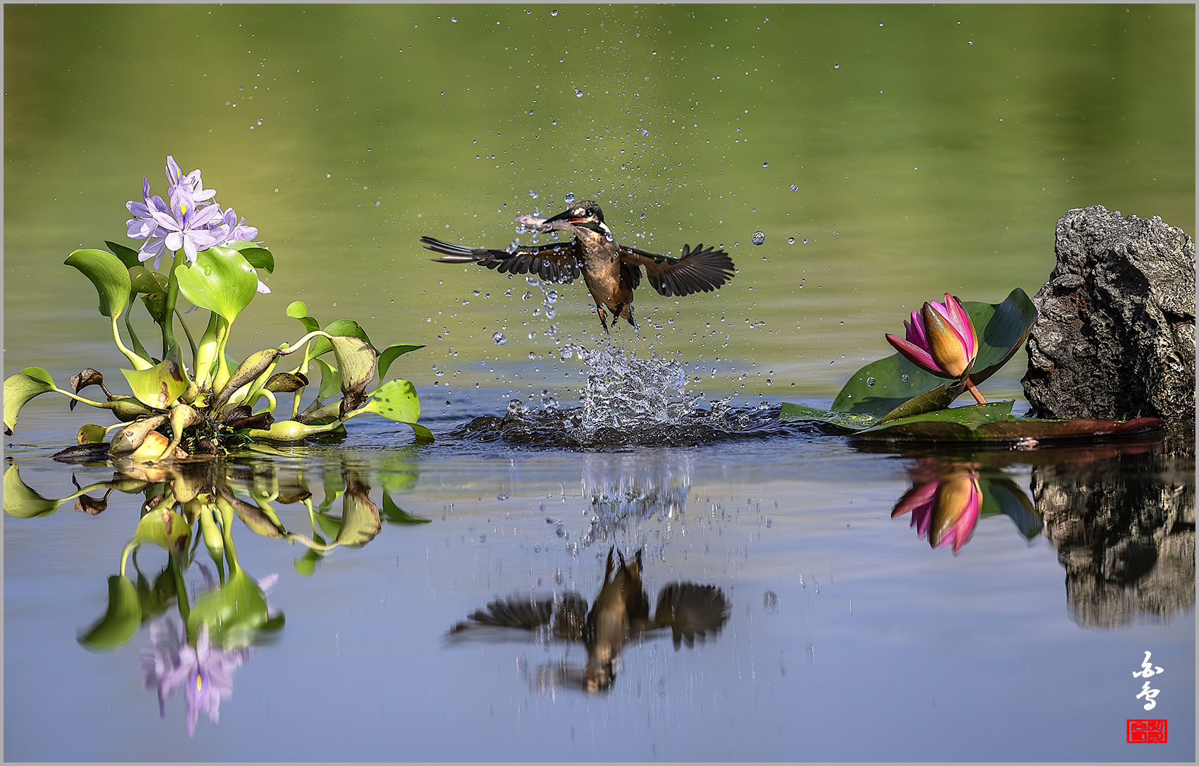 PHOTO BY  | NIKON Z 9 | 2024:08:19 08:18:55 | ISO-1250 | 1/12800 sec | f 5.6 | 600 mm | EV=-0.7 | ● WIDTH:1700 pixels  HEIGHT:1086 pixels