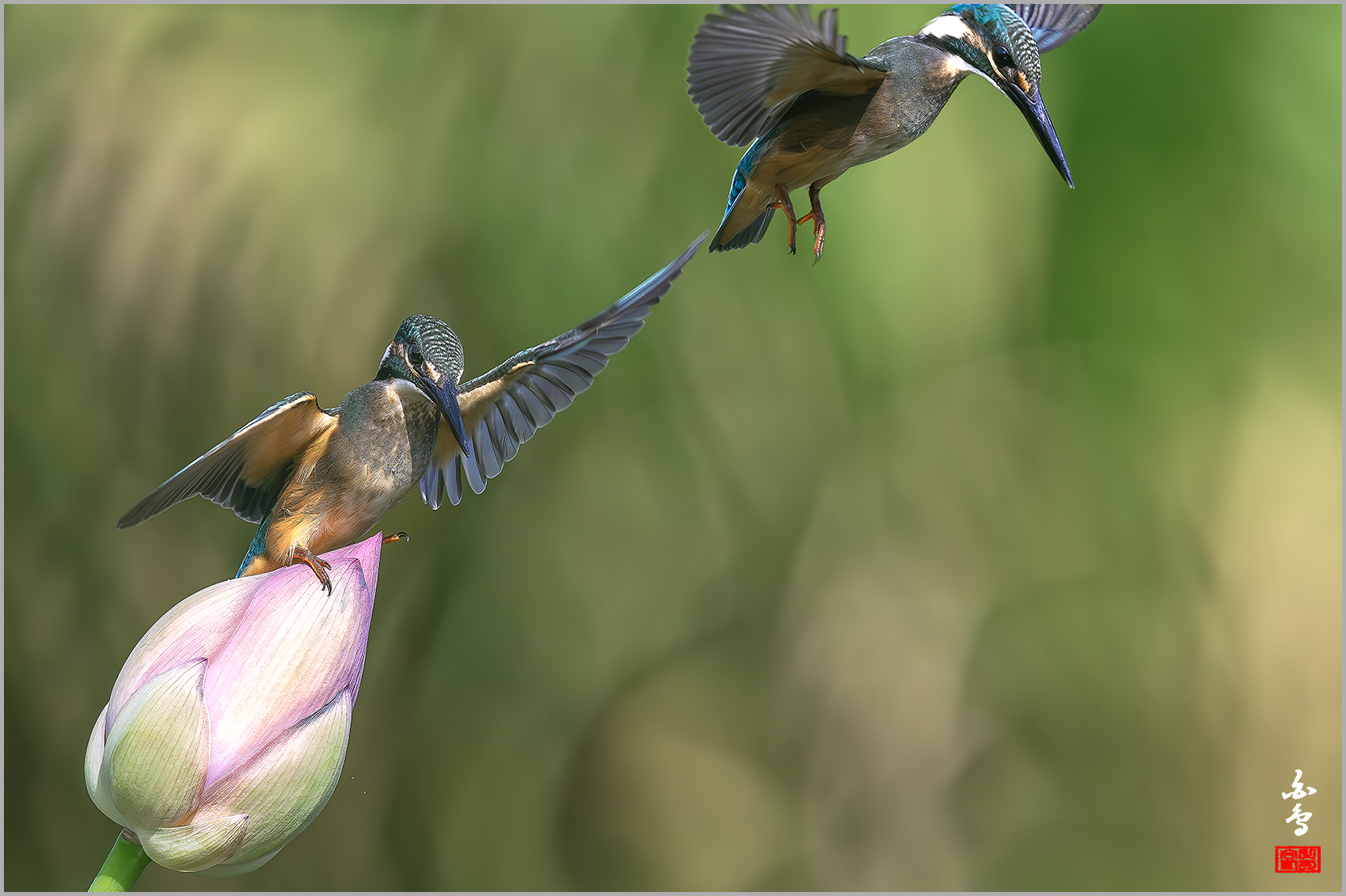 PHOTO BY  | NIKON Z 9 | 2024:08:19 09:19:42 | ISO-800 | 1/4000 sec | f 5.6 | 600 mm | EV=-0.3 | ● WIDTH:1700 pixels  HEIGHT:1132 pixels