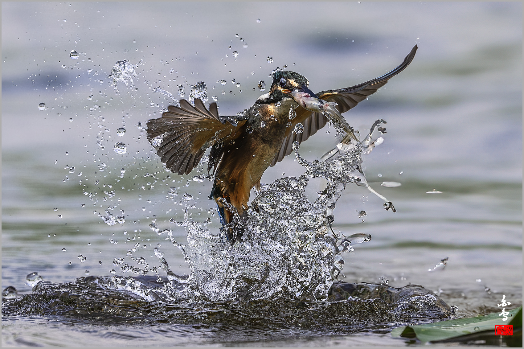 PHOTO BY  | NIKON Z 9 | 2024:08:19 11:41:14 | ISO-800 | 1/8000 sec | f 5.6 | 600 mm | EV=-0.3 | ● WIDTH:1700 pixels  HEIGHT:1132 pixels