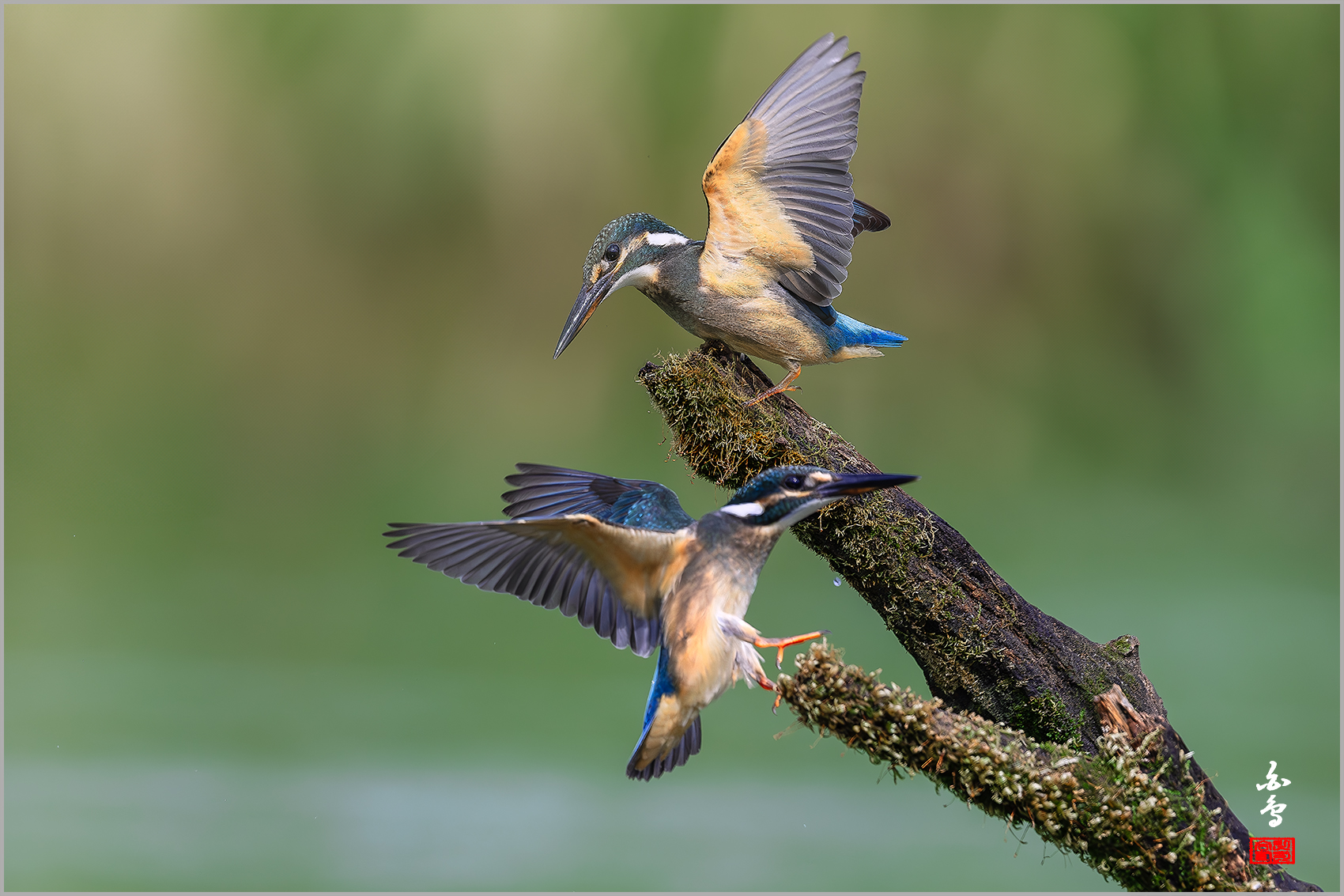 PHOTO BY  | NIKON Z 9 | 2024:08:19 09:47:34 | ISO-800 | 1/4000 sec | f 5.6 | 600 mm | EV=-0.3 | ● WIDTH:1700 pixels  HEIGHT:1133 pixels