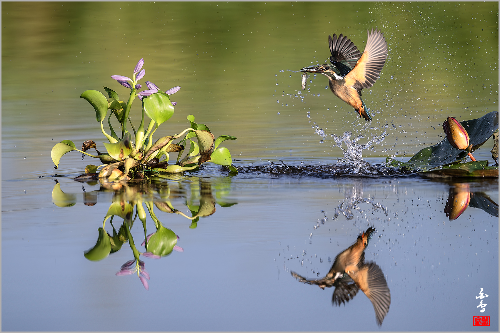 PHOTO BY  | NIKON Z 9 | 2024:08:19 07:17:18 | ISO-1250 | 1/8000 sec | f 5.6 | 600 mm | EV=-0.7 | ● WIDTH:1700 pixels  HEIGHT:1133 pixels