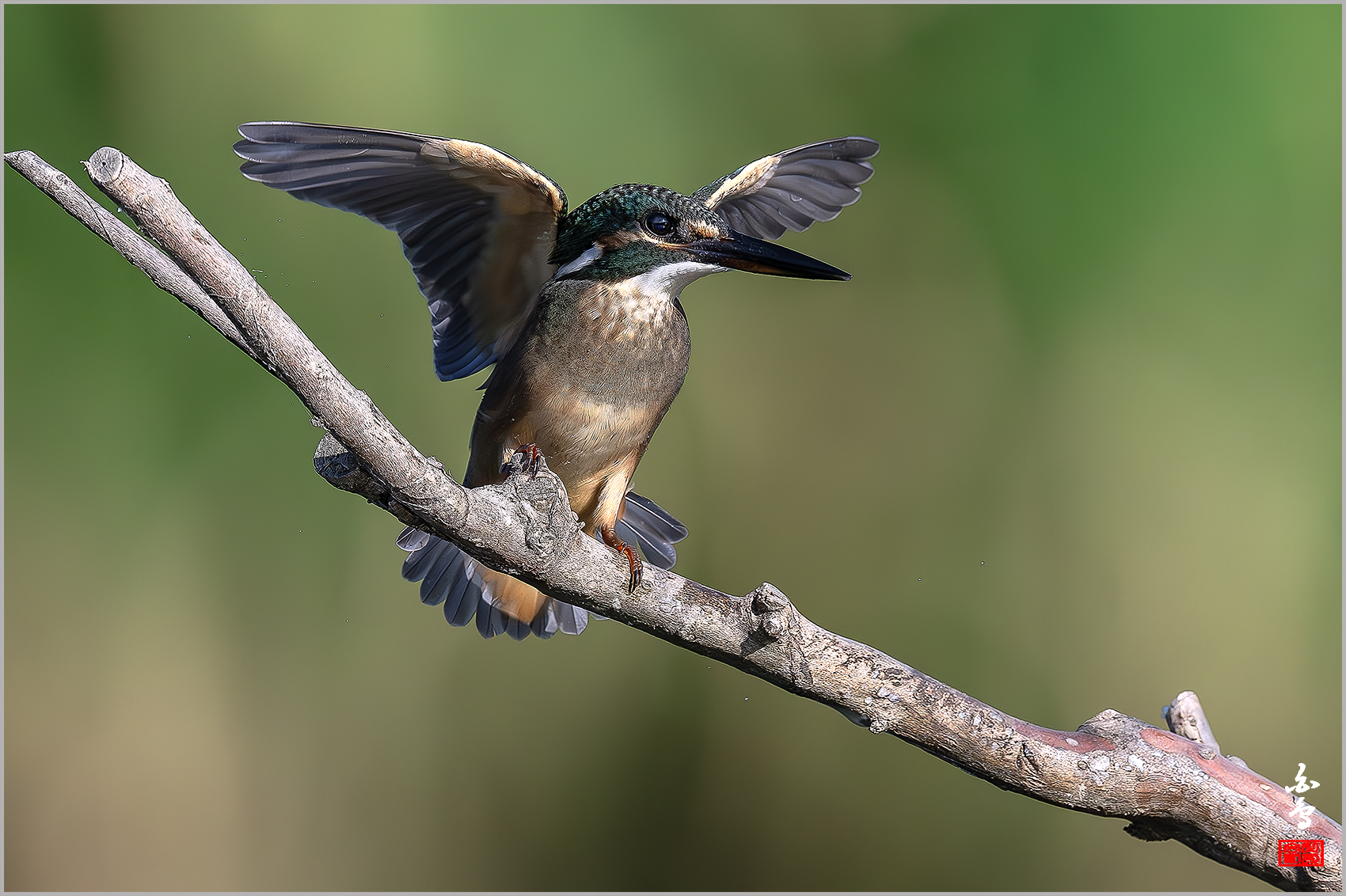 PHOTO BY  | NIKON Z 9 | 2024:08:19 07:54:28 | ISO-1250 | 1/10000 sec | f 5.6 | 600 mm | EV=-0.7 | ● WIDTH:1700 pixels  HEIGHT:1132 pixels