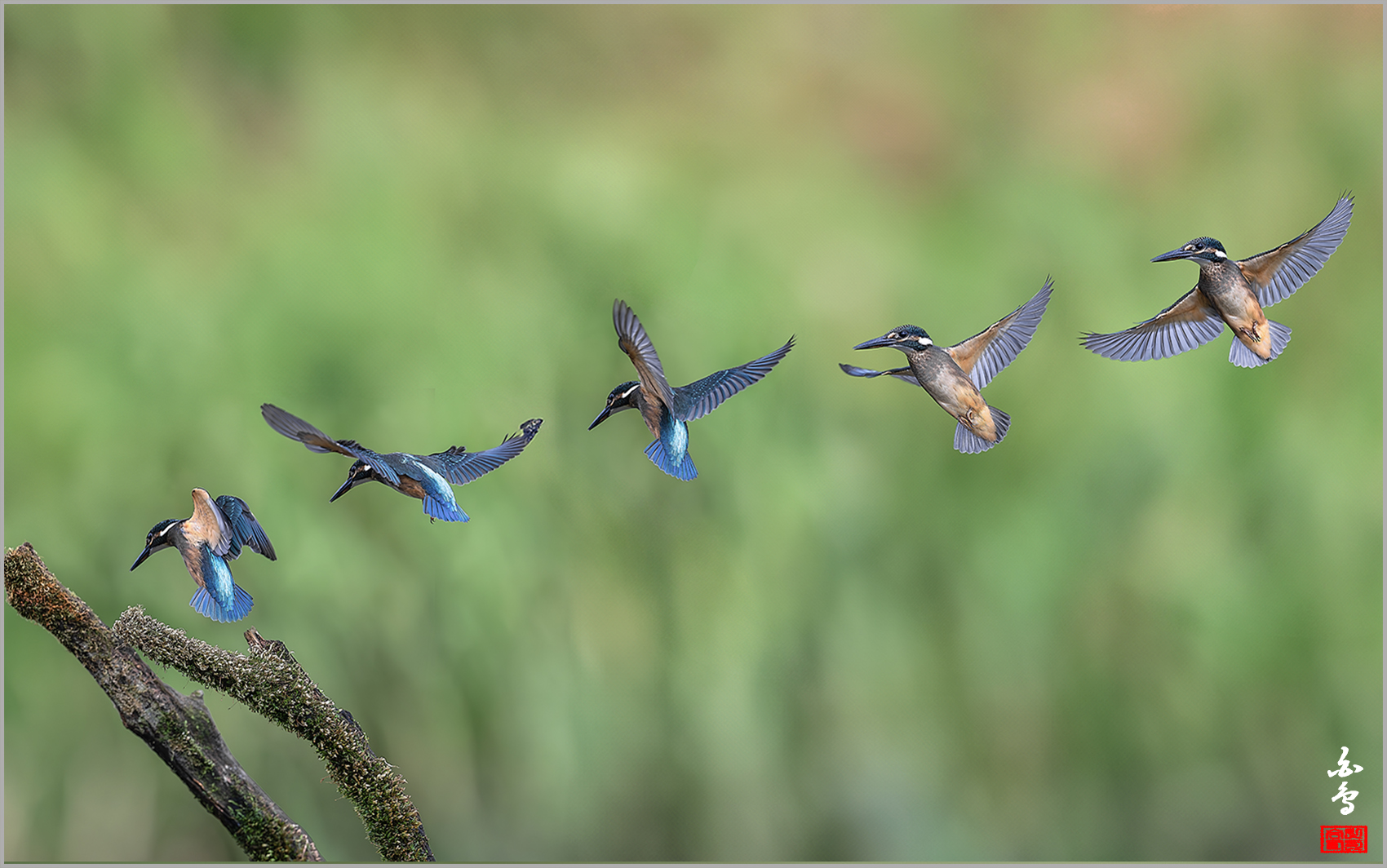 PHOTO BY  | NIKON Z 9 | 2024:08:19 09:17:47 | ISO-800 | 1/3200 sec | f 5.6 | 600 mm | EV=-0.3 | ● WIDTH:1700 pixels  HEIGHT:1064 pixels
