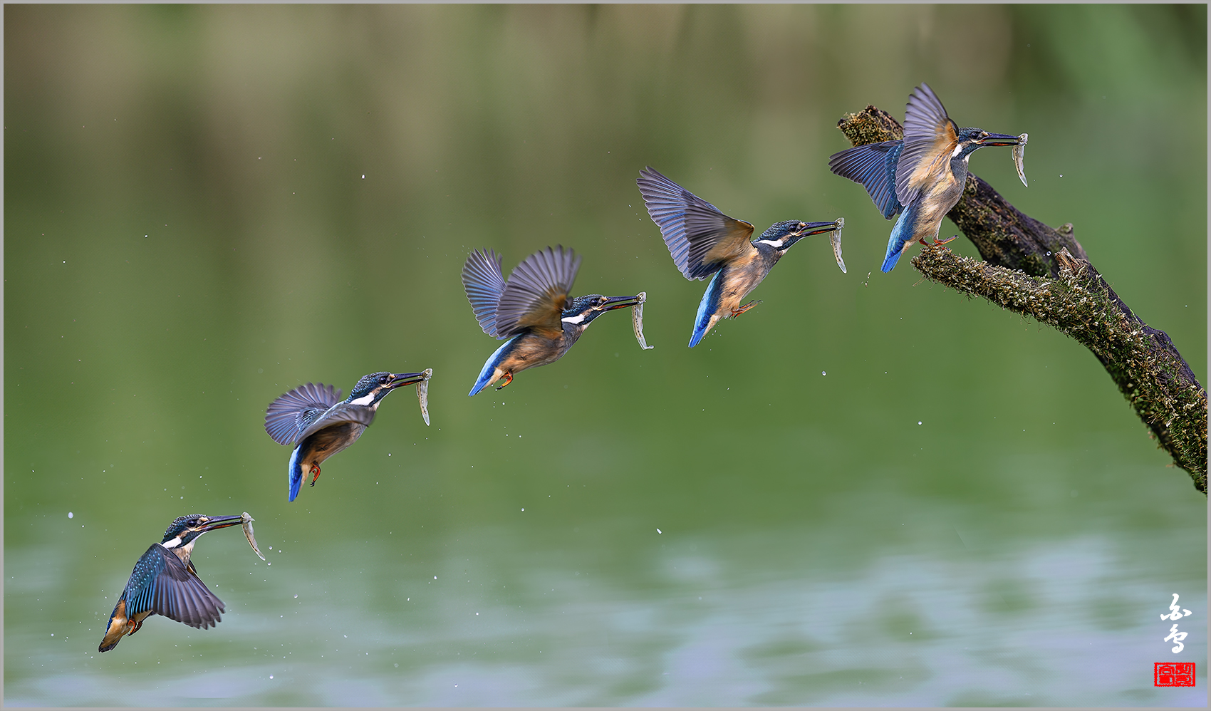 PHOTO BY  | NIKON Z 9 | 2024:08:19 09:48:55 | ISO-800 | 1/3200 sec | f 5.6 | 600 mm | EV=-0.3 | ● WIDTH:1700 pixels  HEIGHT:998 pixels