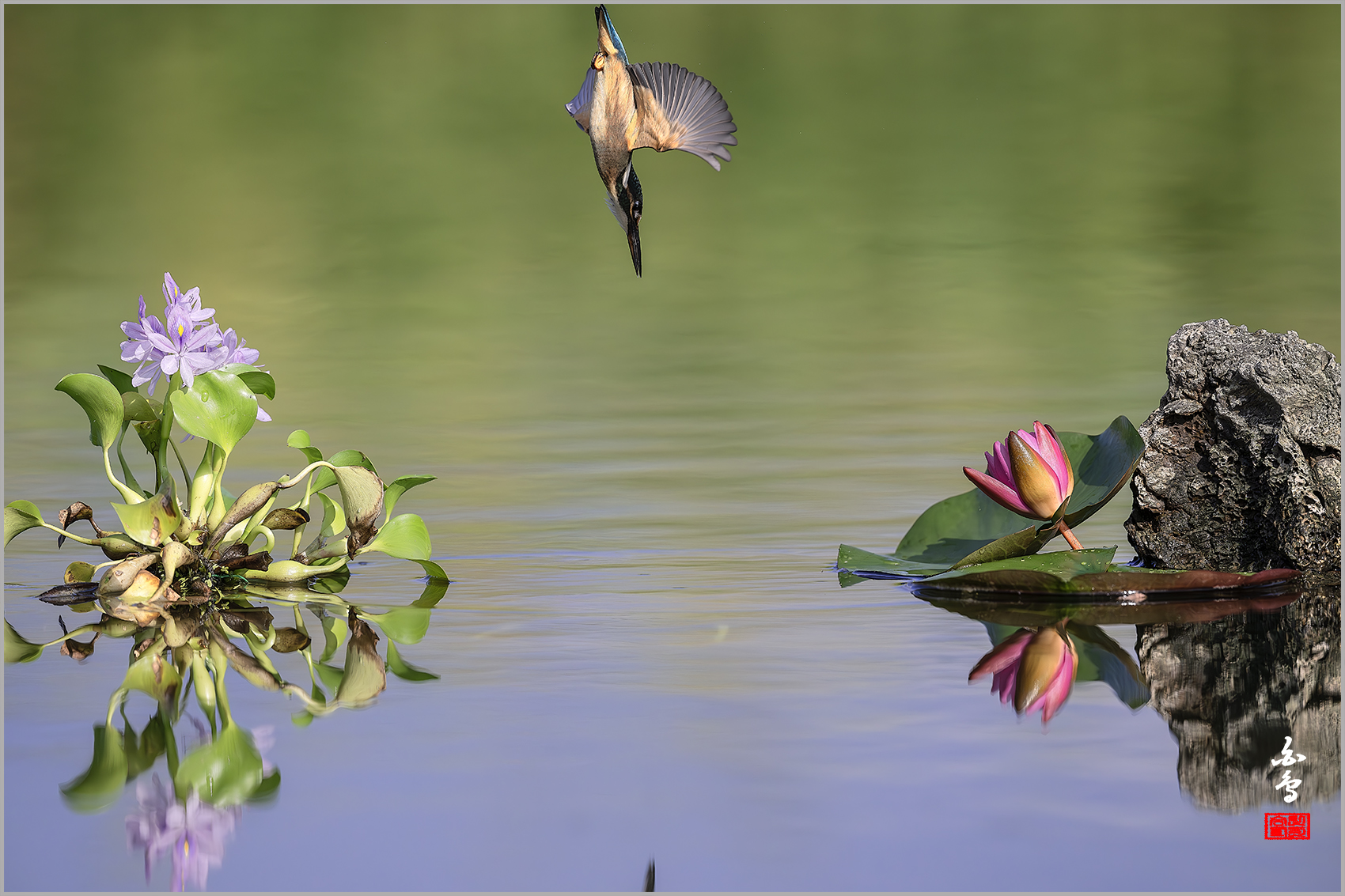 PHOTO BY  | NIKON Z 9 | 2024:08:19 08:18:54 | ISO-1250 | 1/12800 sec | f 5.6 | 600 mm | EV=-0.7 | ● WIDTH:1700 pixels  HEIGHT:1133 pixels