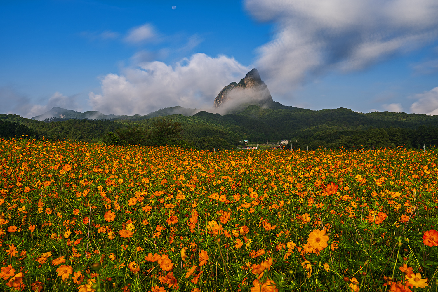 PHOTO BY  | NIKON Z 6_2 | 2024:08:23 08:03:45 | ISO-200 | 1/320 sec | f 11 | 35 mm | EV=0 | ● WIDTH:1500 pixels  HEIGHT:1000 pixels