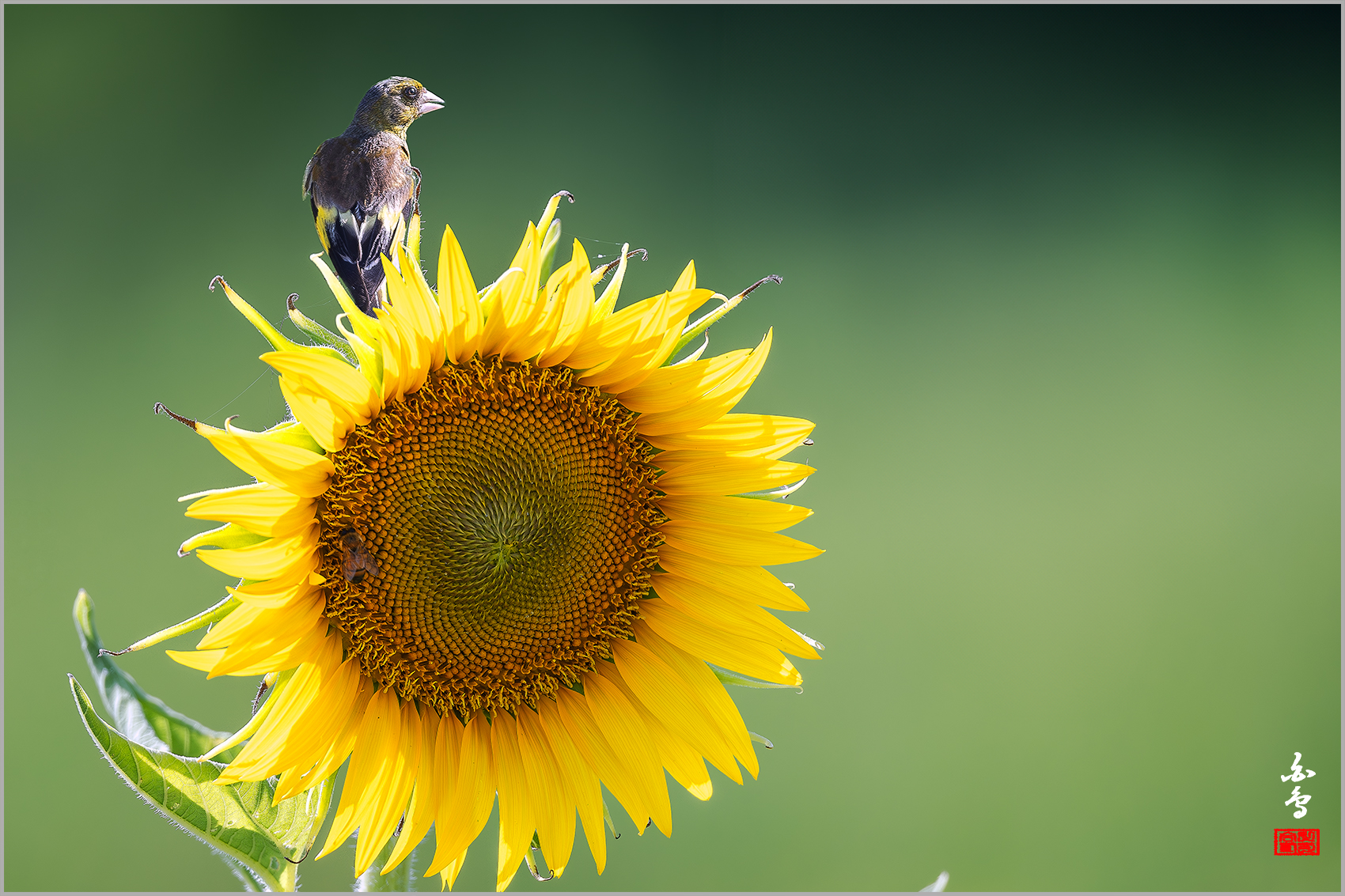 PHOTO BY  | NIKON D500 | 2024:08:12 15:46:52 | ISO-250 | 1/640 sec | f 5.6 | 500 mm | EV=0 | ● WIDTH:1700 pixels  HEIGHT:1133 pixels