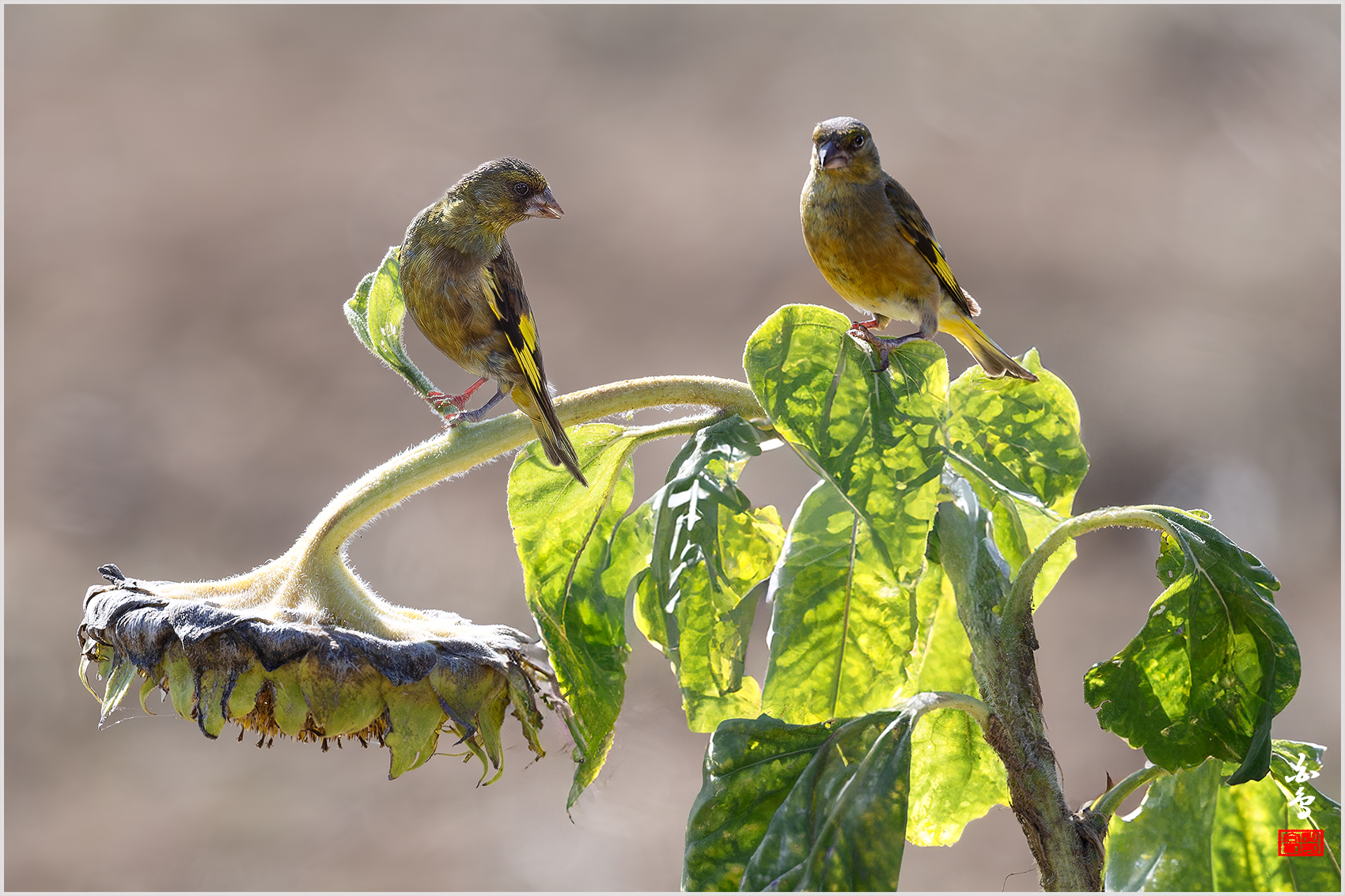 PHOTO BY  | NIKON D500 | 2024:08:12 16:10:42 | ISO-250 | 1/800 sec | f 5.6 | 500 mm | EV=0 | ● WIDTH:1700 pixels  HEIGHT:1133 pixels