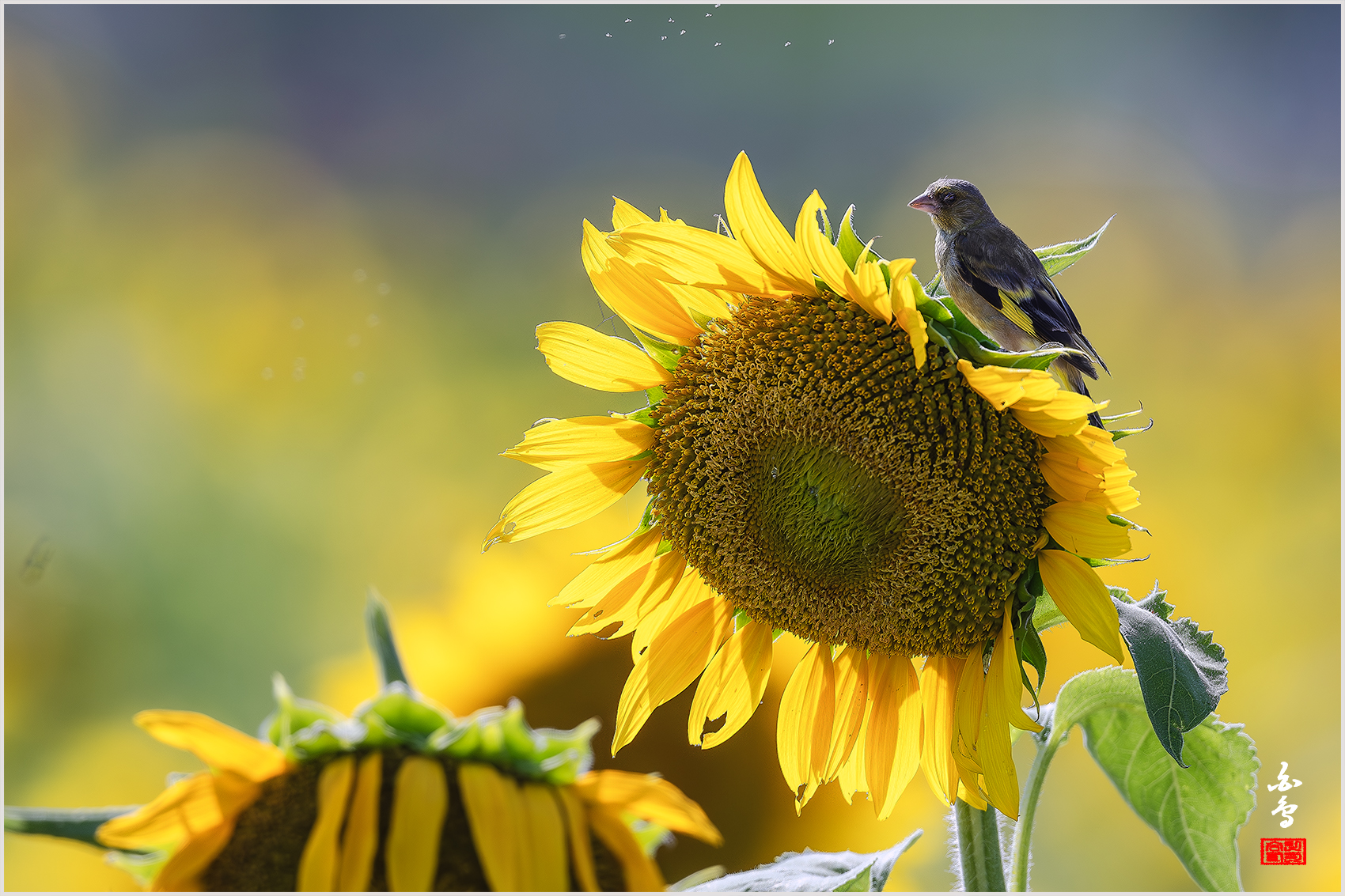 PHOTO BY  | NIKON D500 | 2024:08:12 15:47:45 | ISO-250 | 1/1250 sec | f 5.6 | 500 mm | EV=0 | ● WIDTH:1700 pixels  HEIGHT:1133 pixels