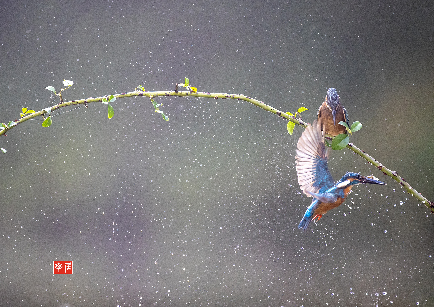 PHOTO BY changickheun | Canon EOS-1D X Mark III | 2024:08:23 07:32:15 | ISO-3200 | 1/2000 sec | f 4 | 600 mm | EV=0 | ● WIDTH:1800 pixels  HEIGHT:1275 pixels