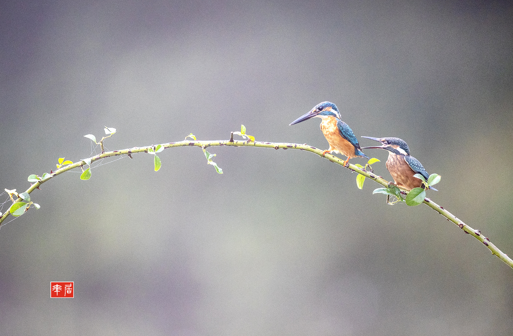 PHOTO BY changickheun | Canon EOS-1D X Mark III | 2024:08:23 07:32:13 | ISO-3200 | 1/2000 sec | f 4 | 600 mm | EV=0 | ● WIDTH:1800 pixels  HEIGHT:1180 pixels