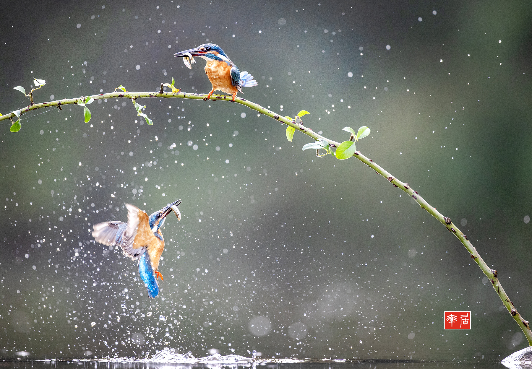PHOTO BY changickheun | Canon EOS-1D X Mark III | 2024:08:23 08:07:18 | ISO-3200 | 1/2000 sec | f 4 | 600 mm | EV=0 | ● WIDTH:1800 pixels  HEIGHT:1249 pixels