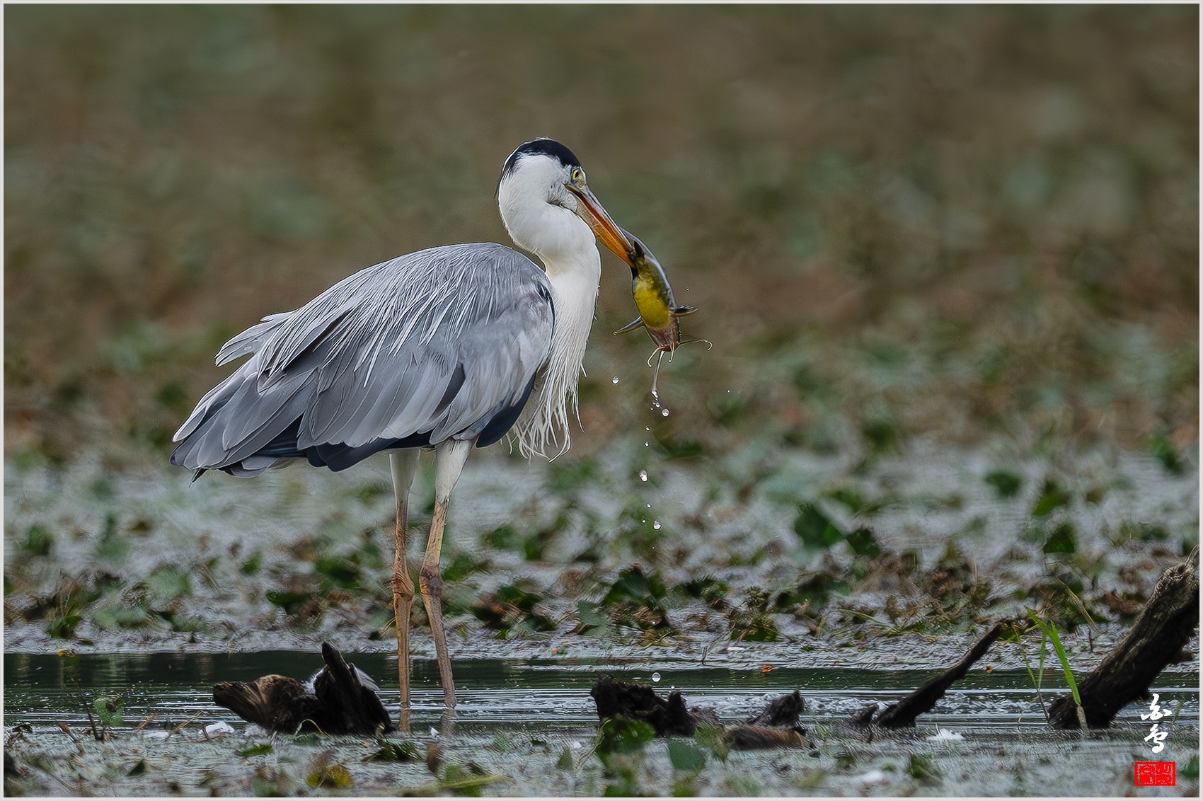 PHOTO BY  | NIKON Z 9 | 2024:06:29 10:34:05 | ISO-1000 | 1/8000 sec | f 5.6 | 840 mm | EV=-1 | ● WIDTH:0 pixels  HEIGHT:0 pixels