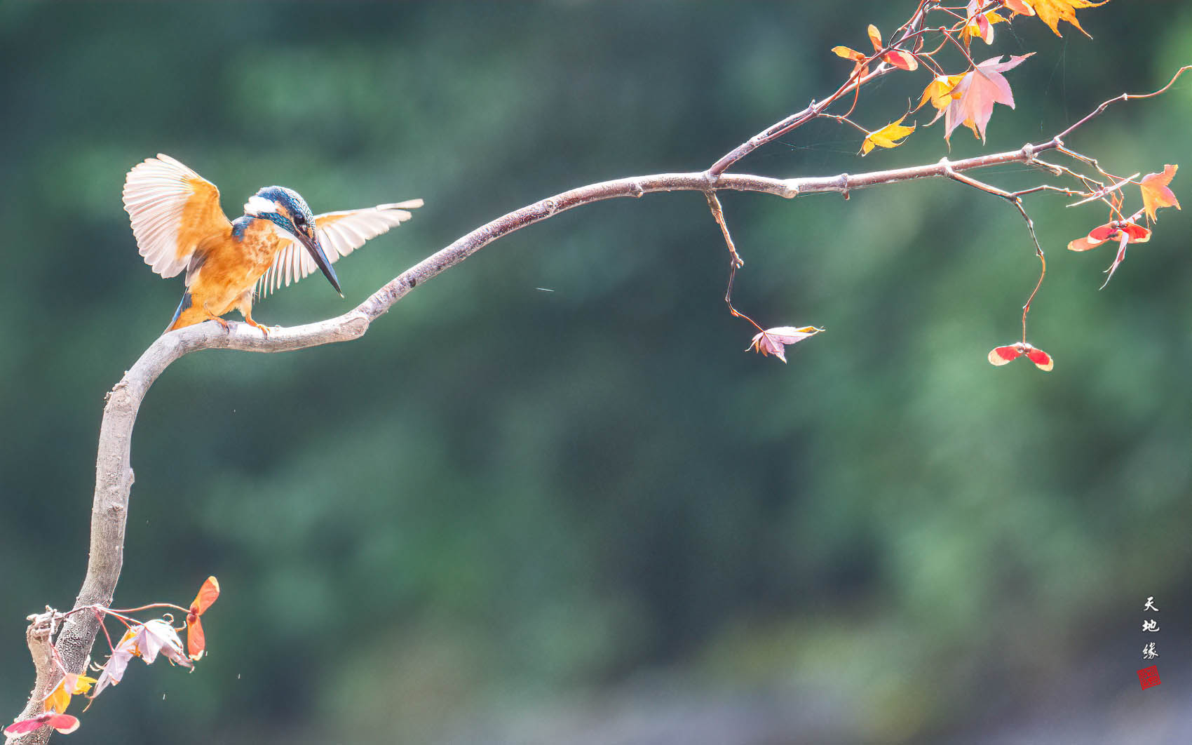 PHOTO BY KKY_CWANG_YEOL | NIKON Z 8 | 2024:08:23 10:55:23 | ISO-4000 | 1/640 sec | f 11 | 600 mm | EV=-0.3 | ● WIDTH:1700 pixels  HEIGHT:1062 pixels