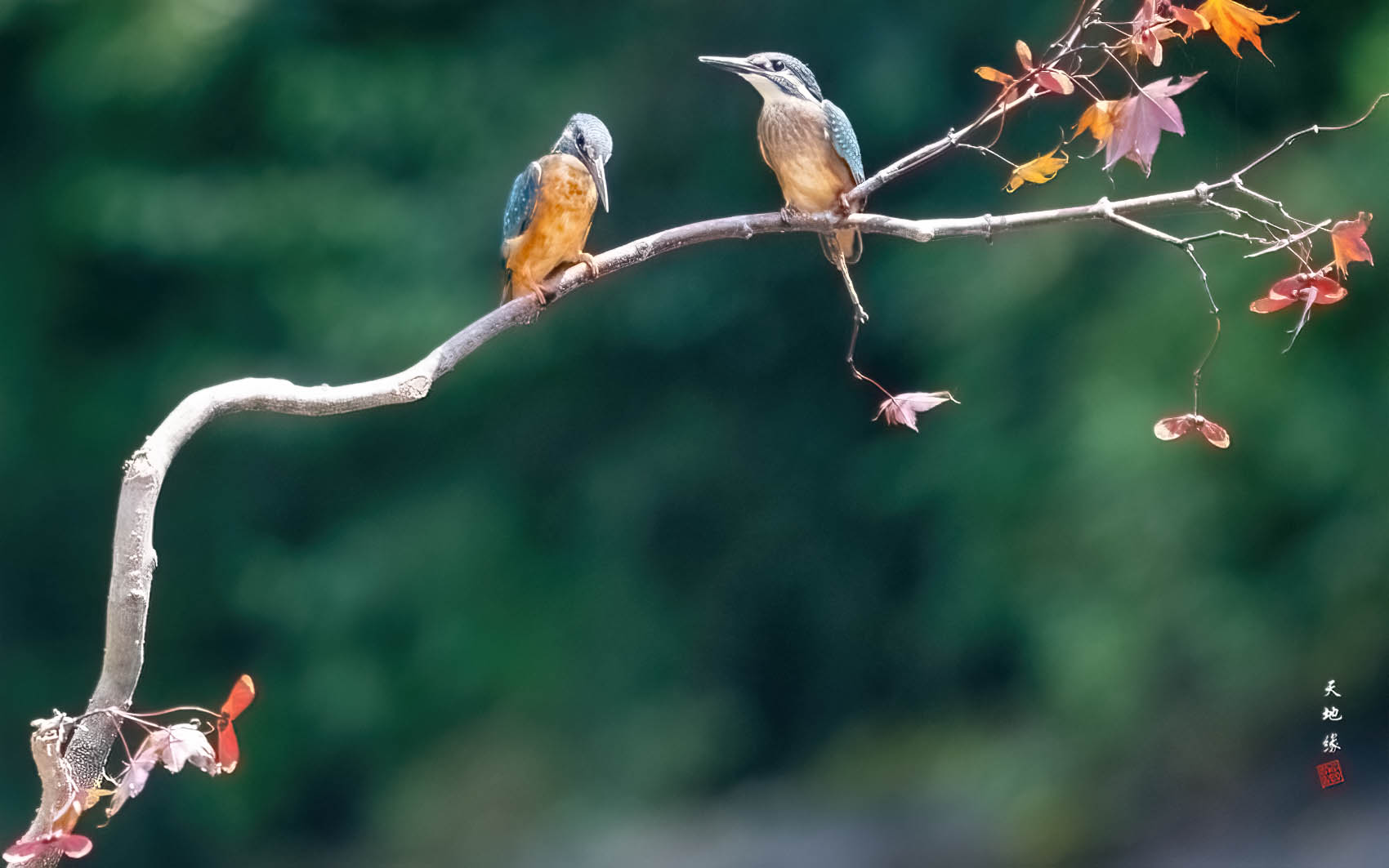 PHOTO BY KKY_CWANG_YEOL | NIKON Z 8 | 2024:08:23 11:59:10 | ISO-4000 | 1/640 sec | f 11 | 600 mm | EV=-0.3 | ● WIDTH:1700 pixels  HEIGHT:1063 pixels