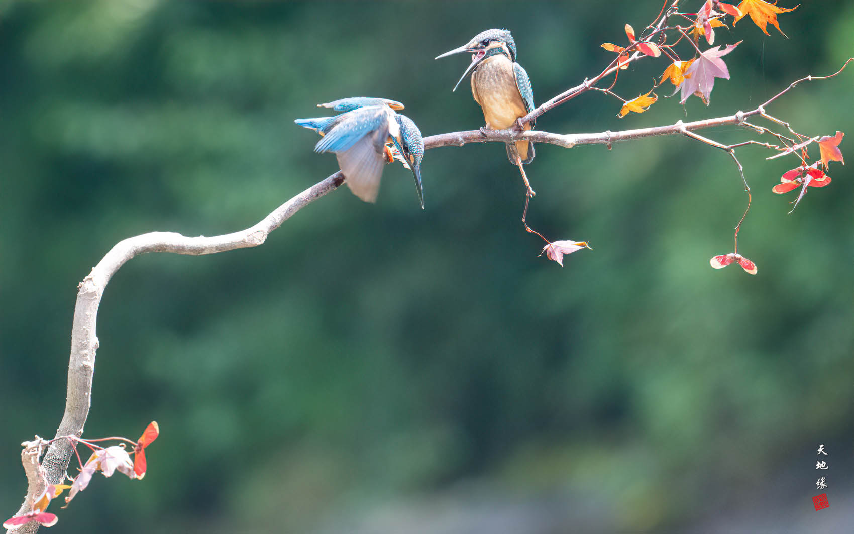 PHOTO BY KKY_CWANG_YEOL | NIKON Z 8 | 2024:08:23 11:59:15 | ISO-4000 | 1/640 sec | f 11 | 600 mm | EV=-0.3 | ● WIDTH:1700 pixels  HEIGHT:1063 pixels