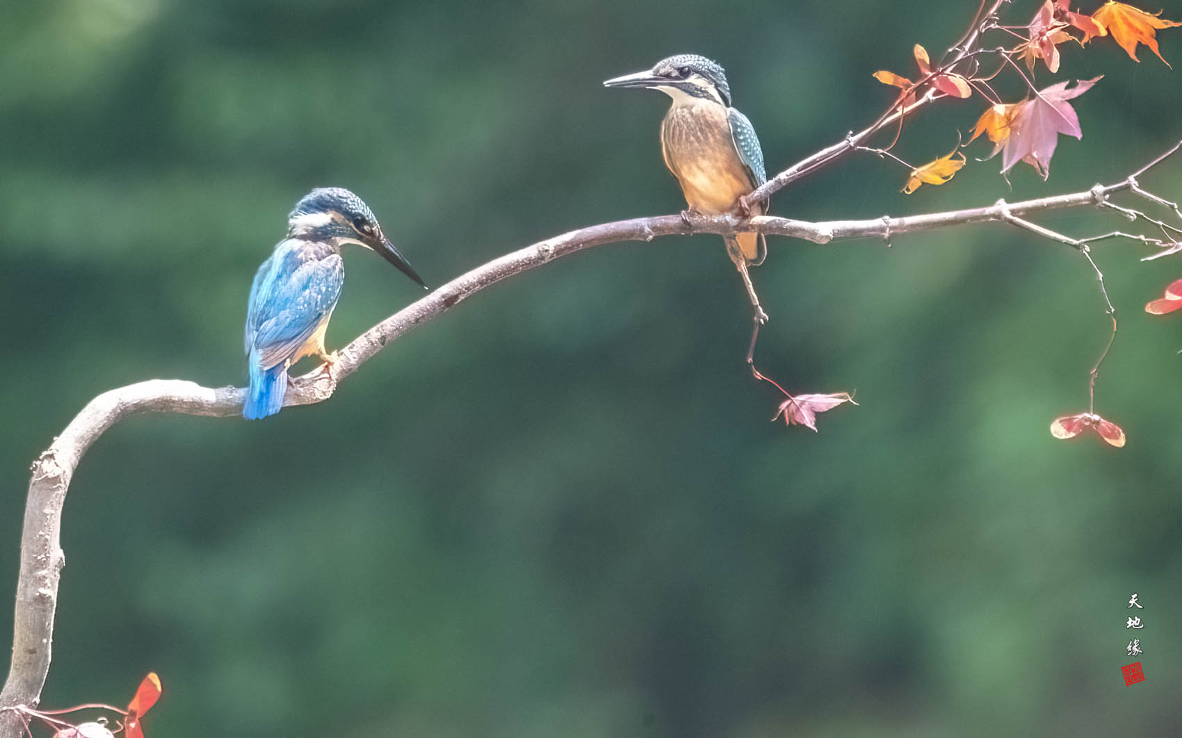 PHOTO BY KKY_CWANG_YEOL | NIKON Z 8 | 2024:08:23 11:59:20 | ISO-4000 | 1/640 sec | f 11 | 600 mm | EV=-0.3 | ● WIDTH:1700 pixels  HEIGHT:1062 pixels