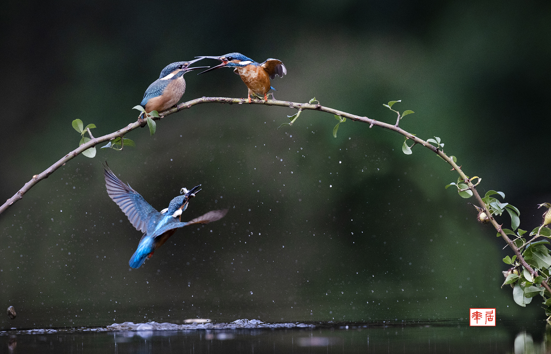 PHOTO BY changickheun | Canon EOS-1D X Mark III | 2024:08:23 16:07:07 | ISO-3200 | 1/4000 sec | f 5.6 | 600 mm | EV=0 | ● WIDTH:1800 pixels  HEIGHT:1156 pixels