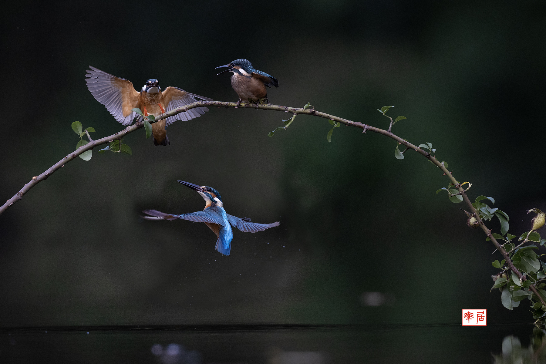 PHOTO BY changickheun | Canon EOS-1D X Mark III | 2024:08:23 16:08:02 | ISO-3200 | 1/4000 sec | f 5.6 | 600 mm | EV=0 | ● WIDTH:1800 pixels  HEIGHT:1200 pixels