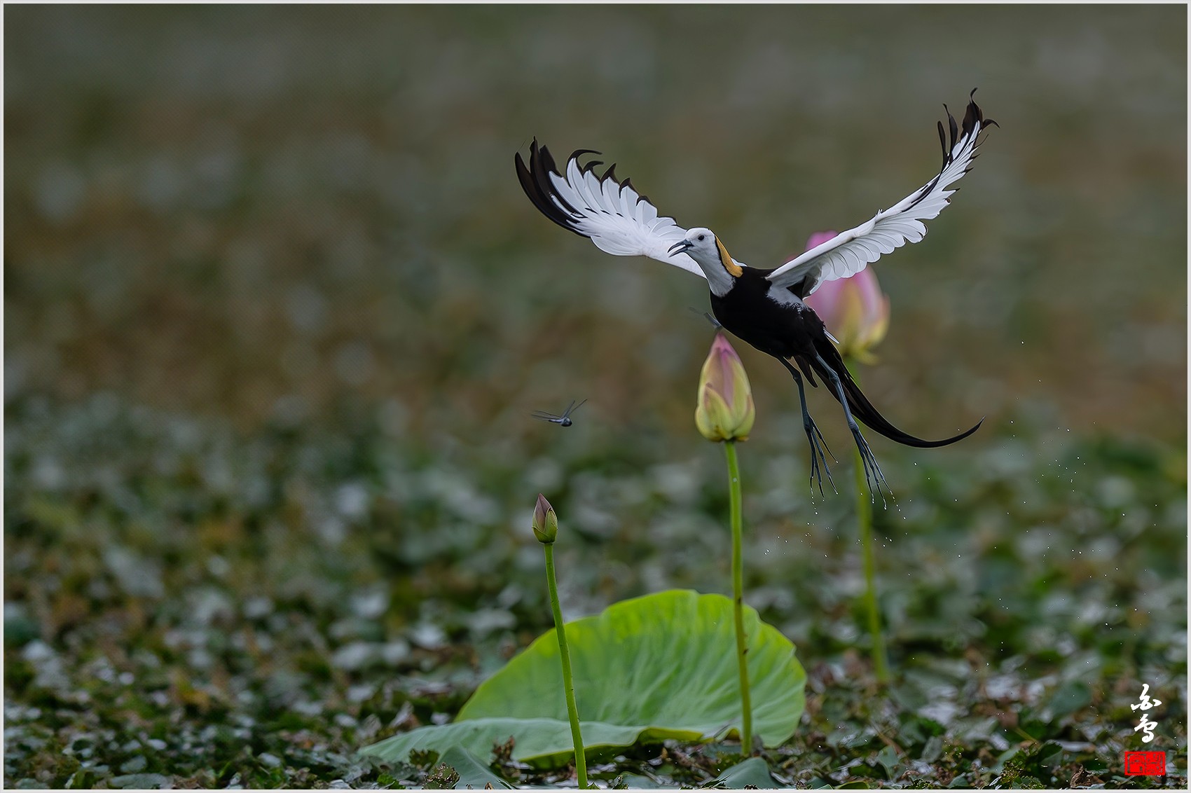 PHOTO BY  | NIKON Z 9 | 2024:06:29 09:19:45 | ISO-1600 | 1/8000 sec | f 5.6 | 840 mm | EV=-1 | ● WIDTH:0 pixels  HEIGHT:0 pixels