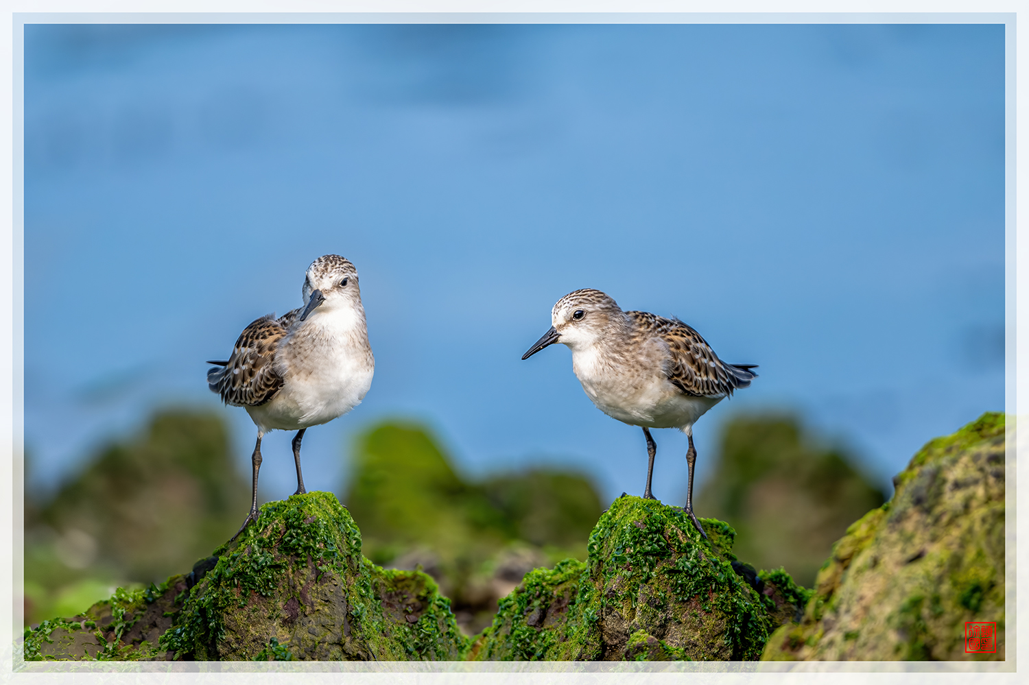 PHOTO BY  | NIKON Z 9 | 2024:08:25 16:23:54 | ISO-1000 | 1/3200 sec | f 5.6 | 840 mm | EV=0.3 | ● WIDTH:1500 pixels  HEIGHT:999 pixels
