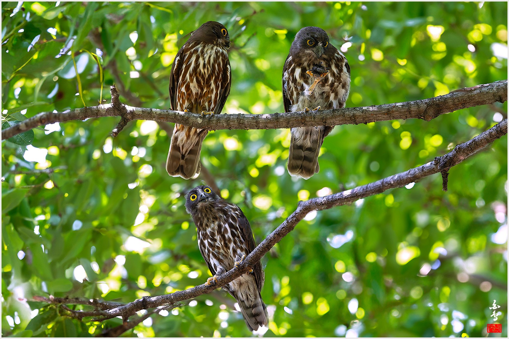 PHOTO BY  | NIKON Z 9 | 2024:08:12 11:16:07 | ISO-4000 | 1/800 sec | f 5.6 | 600 mm | EV=0 | ● WIDTH:0 pixels  HEIGHT:0 pixels