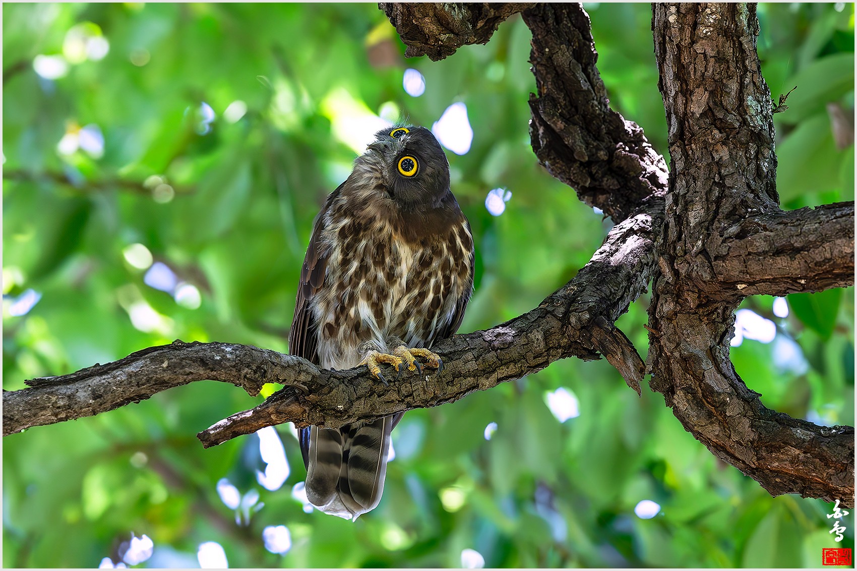 PHOTO BY  | NIKON Z 9 | 2024:08:12 11:27:51 | ISO-4000 | 1/500 sec | f 5.6 | 600 mm | EV=-0.7 | ● WIDTH:0 pixels  HEIGHT:0 pixels