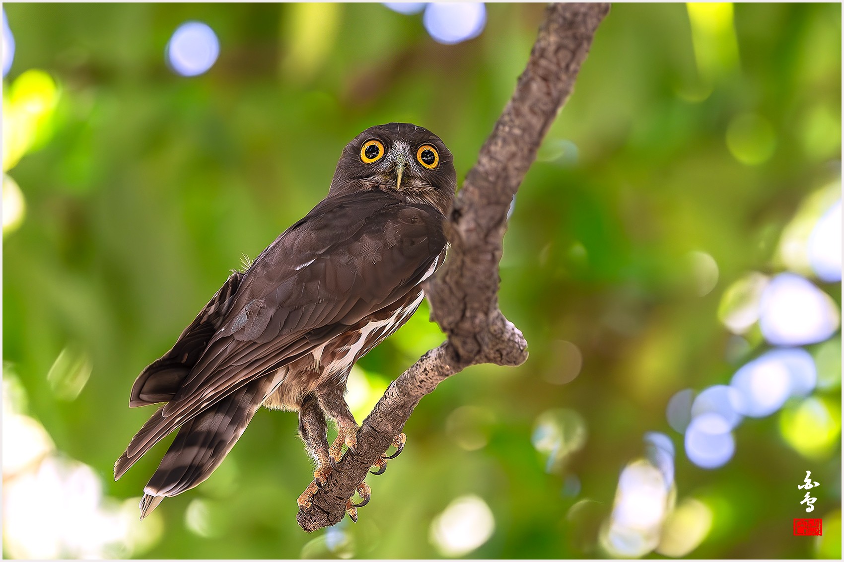 PHOTO BY  | NIKON Z 9 | 2024:08:12 12:57:12 | ISO-4000 | 1/1250 sec | f 4 | 600 mm | EV=0 | ● WIDTH:0 pixels  HEIGHT:0 pixels