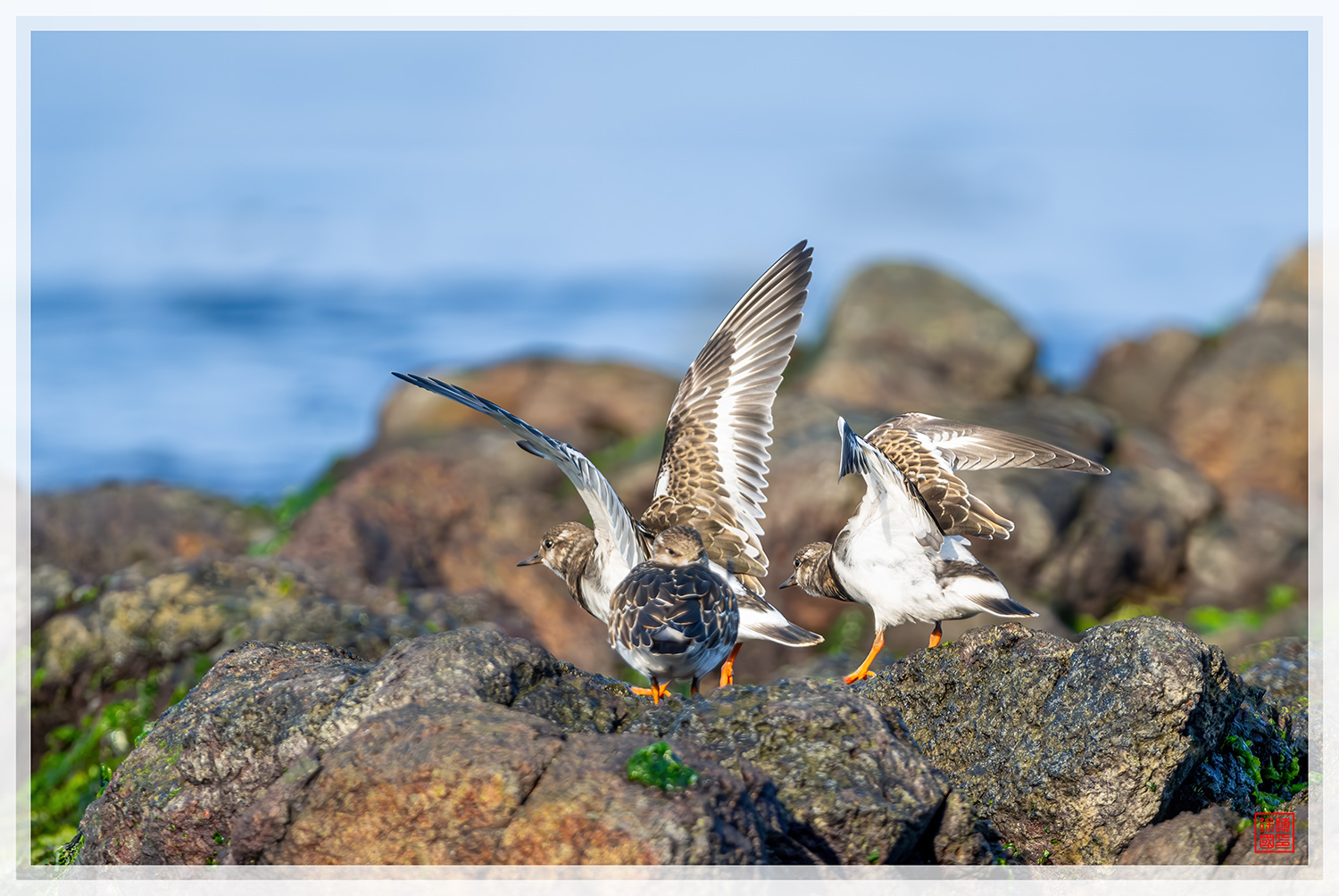 PHOTO BY  | NIKON Z 9 | 2024:08:26 17:02:29 | ISO-1600 | 1/3200 sec | f 5.6 | 840 mm | EV=0.3 | ● WIDTH:1500 pixels  HEIGHT:1004 pixels