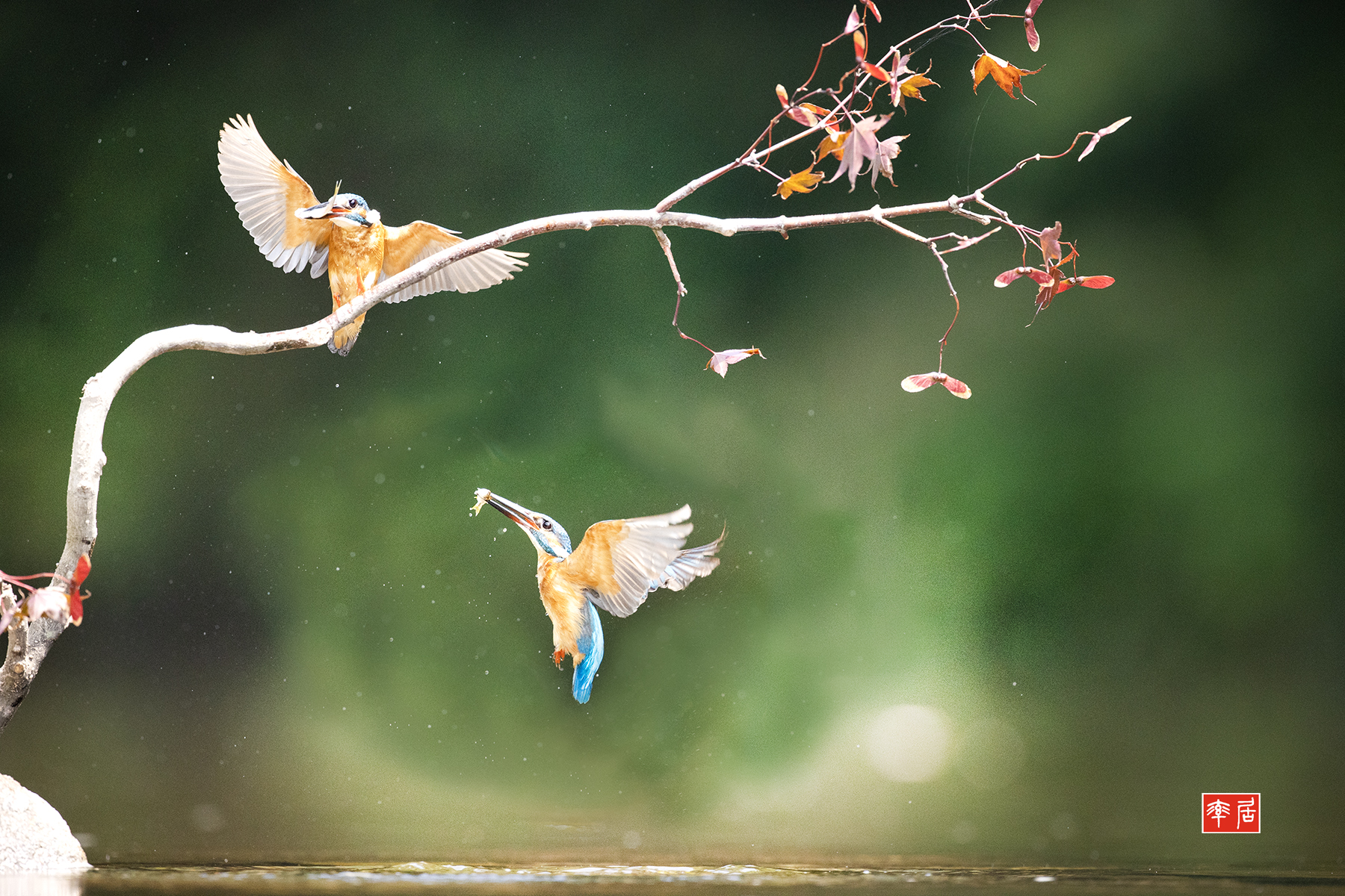 PHOTO BY changickheun | Canon EOS-1D X Mark III | 2024:08:23 13:02:04 | ISO-3200 | 1/4000 sec | f 5 | 600 mm | EV=0 | ● WIDTH:1800 pixels  HEIGHT:1200 pixels