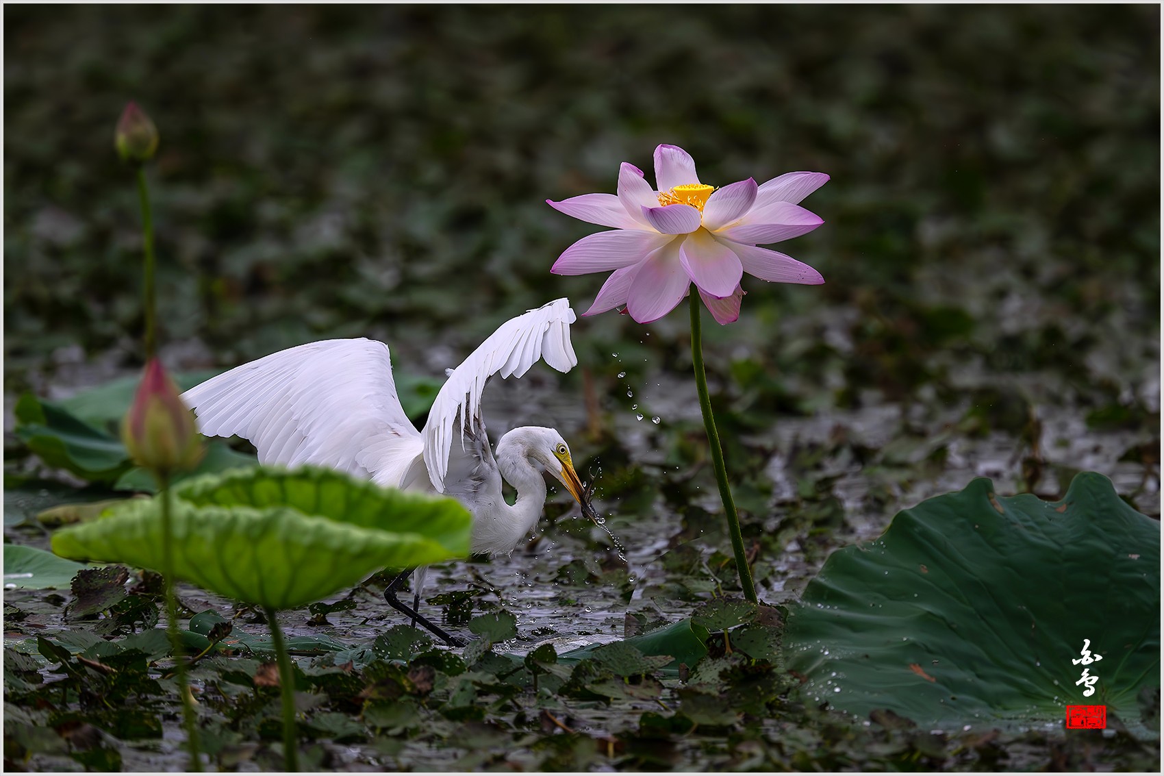 PHOTO BY  | NIKON Z 9 | 2024:07:24 08:30:57 | ISO-2000 | 1/2500 sec | f 5.6 | 840 mm | EV=-0.7 | ● WIDTH:0 pixels  HEIGHT:0 pixels