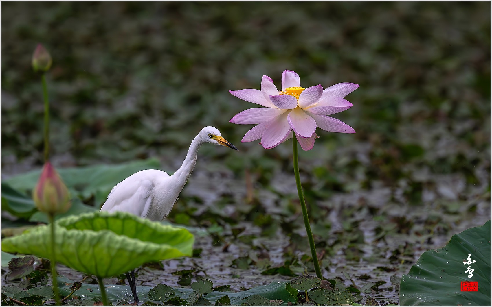 PHOTO BY  | NIKON Z 9 | 2024:07:24 08:29:34 | ISO-2000 | 1/3200 sec | f 5.6 | 840 mm | EV=-0.7 | ● WIDTH:0 pixels  HEIGHT:0 pixels