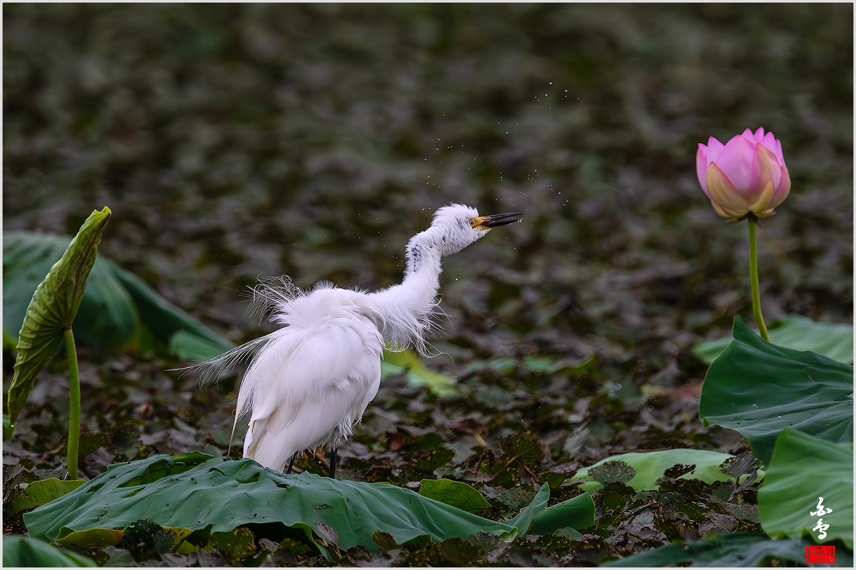 PHOTO BY  | NIKON Z 9 | 2024:07:24 08:34:11 | ISO-2000 | 1/1250 sec | f 8 | 1176 mm | EV=-0.7 | ● WIDTH:0 pixels  HEIGHT:0 pixels