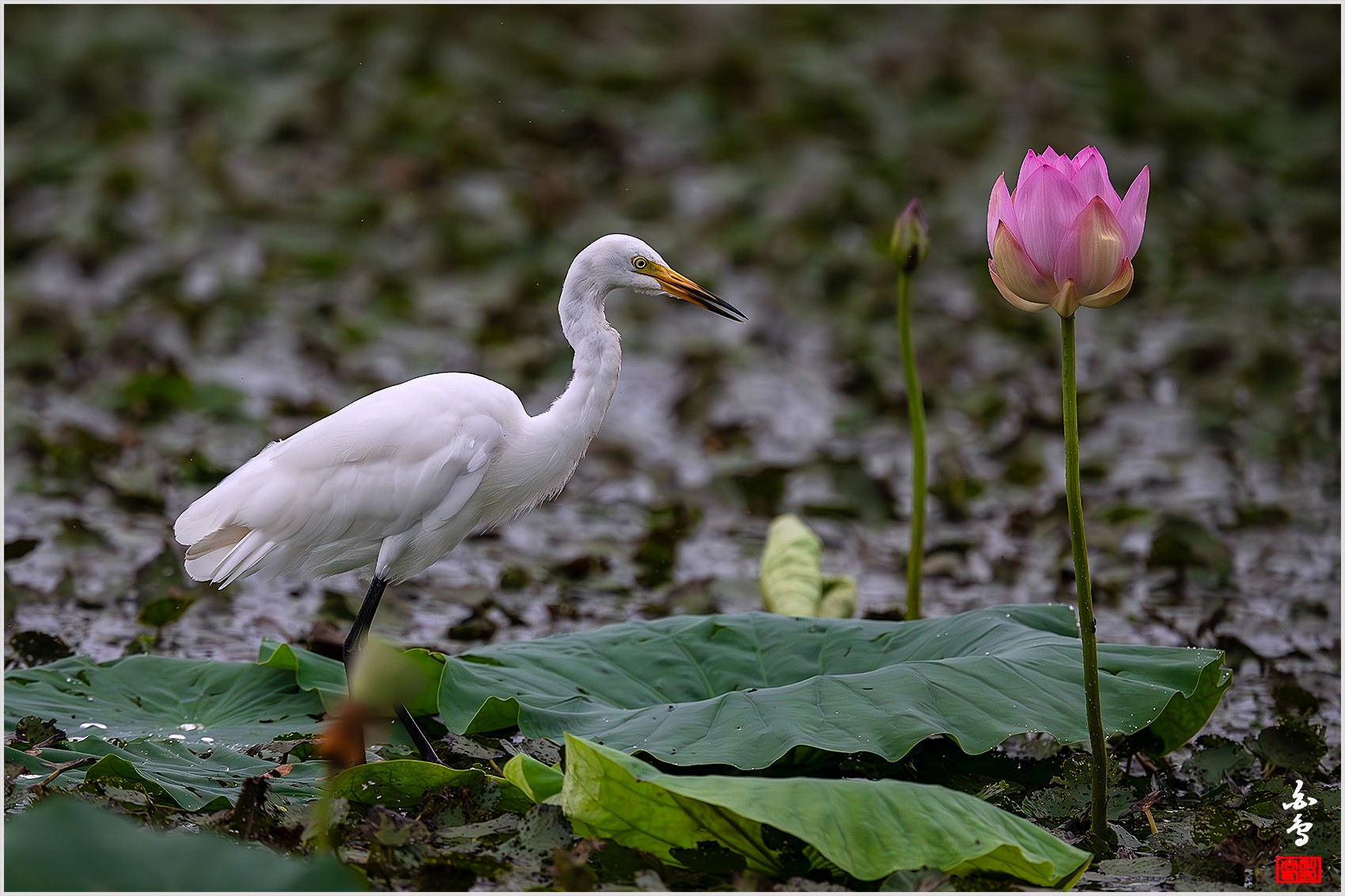 PHOTO BY  | NIKON Z 9 | 2024:07:24 08:31:37 | ISO-2000 | 1/2500 sec | f 5.6 | 840 mm | EV=-0.7 | ● WIDTH:0 pixels  HEIGHT:0 pixels