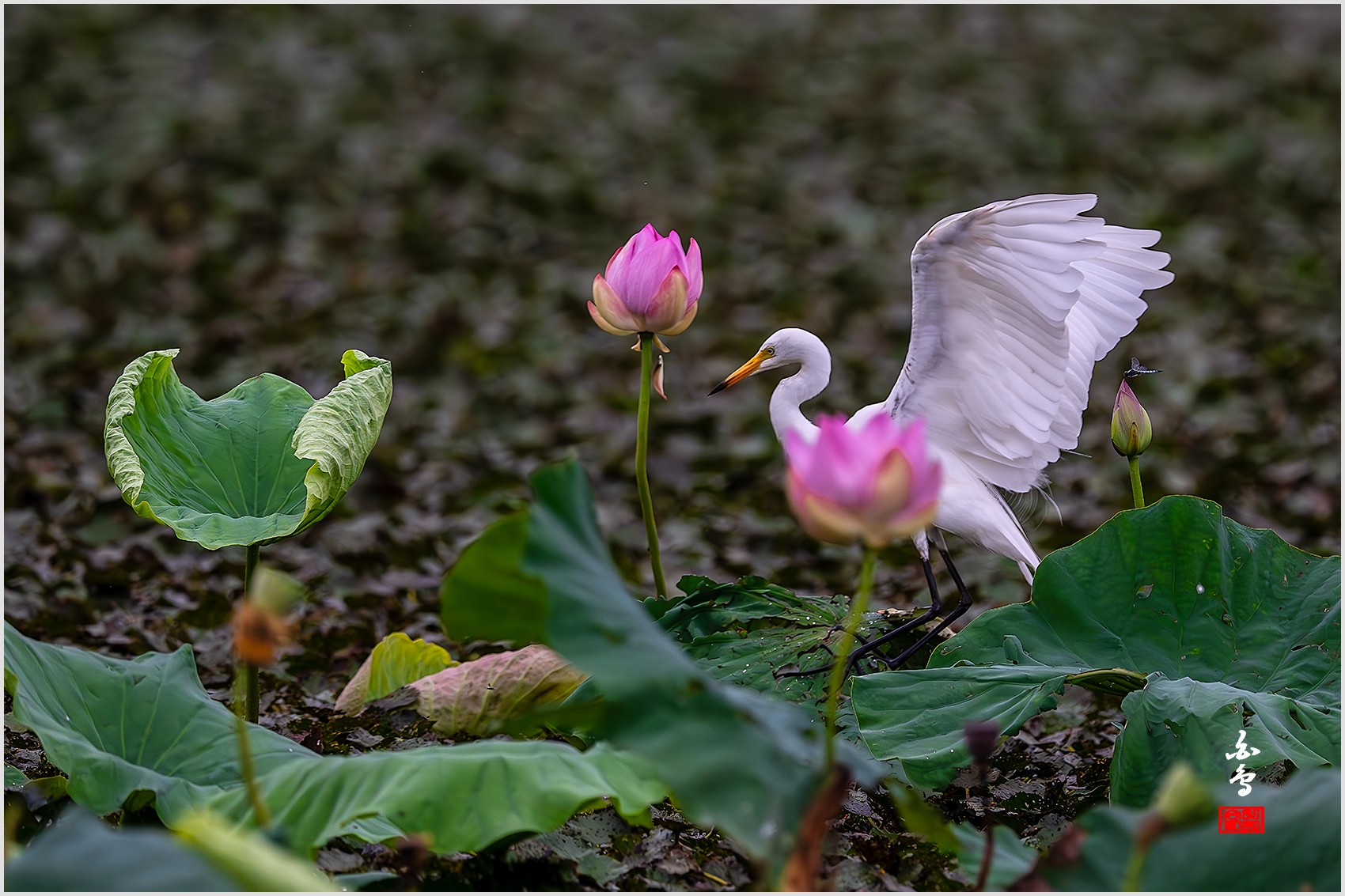 PHOTO BY  | NIKON Z 9 | 2024:07:24 09:08:25 | ISO-2000 | 1/1250 sec | f 8 | 1176 mm | EV=-0.7 | ● WIDTH:0 pixels  HEIGHT:0 pixels
