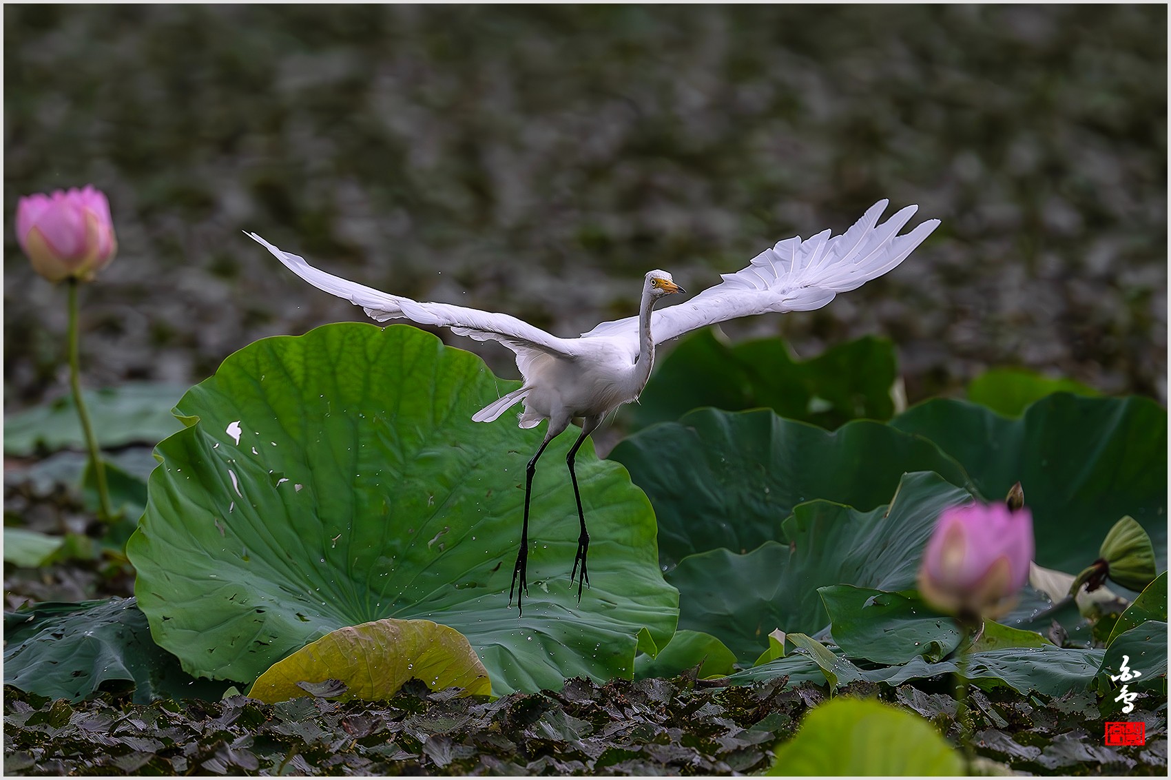 PHOTO BY  | NIKON Z 9 | 2024:07:24 09:32:14 | ISO-2000 | 1/6400 sec | f 5.6 | 840 mm | EV=-1 | ● WIDTH:0 pixels  HEIGHT:0 pixels